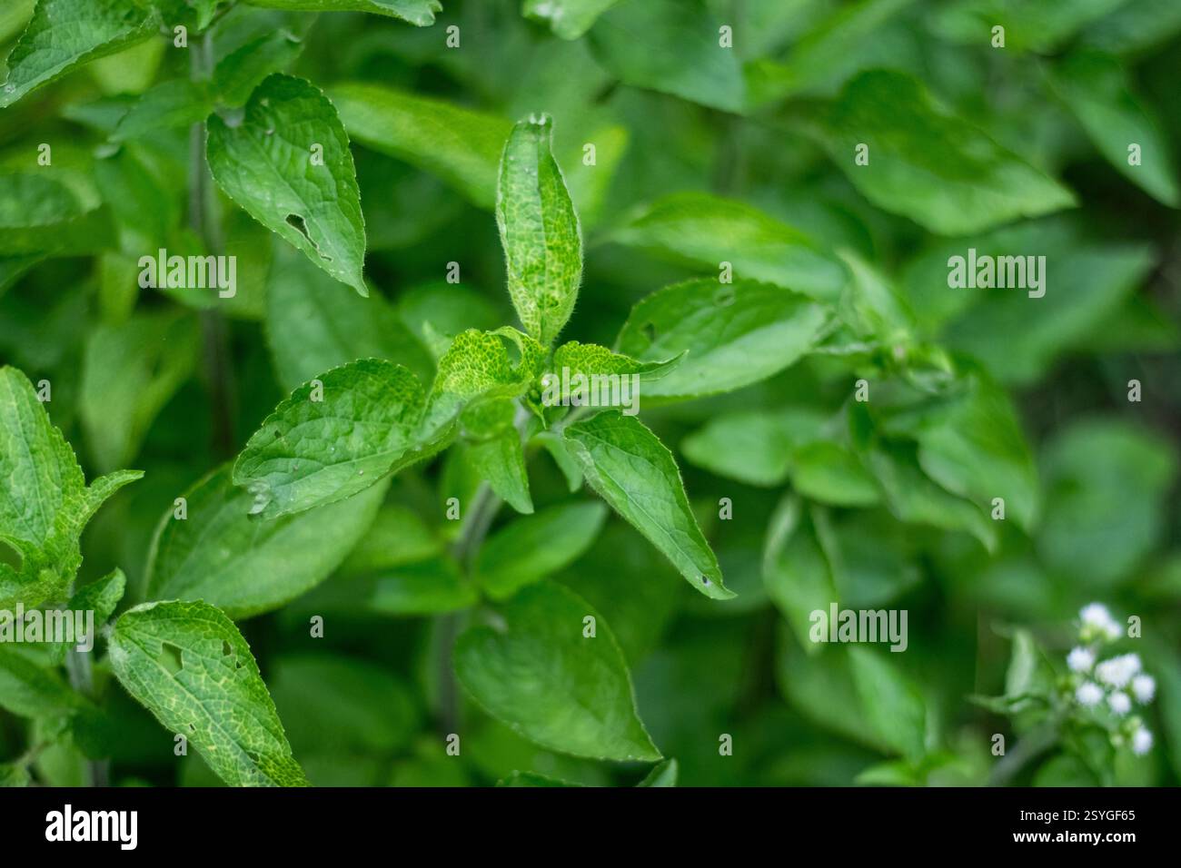L'herbe blanche tropicale prospère dans les habitats tropicaux avec une humidité élevée et une humidité constante. Nom scientifique Ageratum conyzoides. Nom commun tropical w Banque D'Images