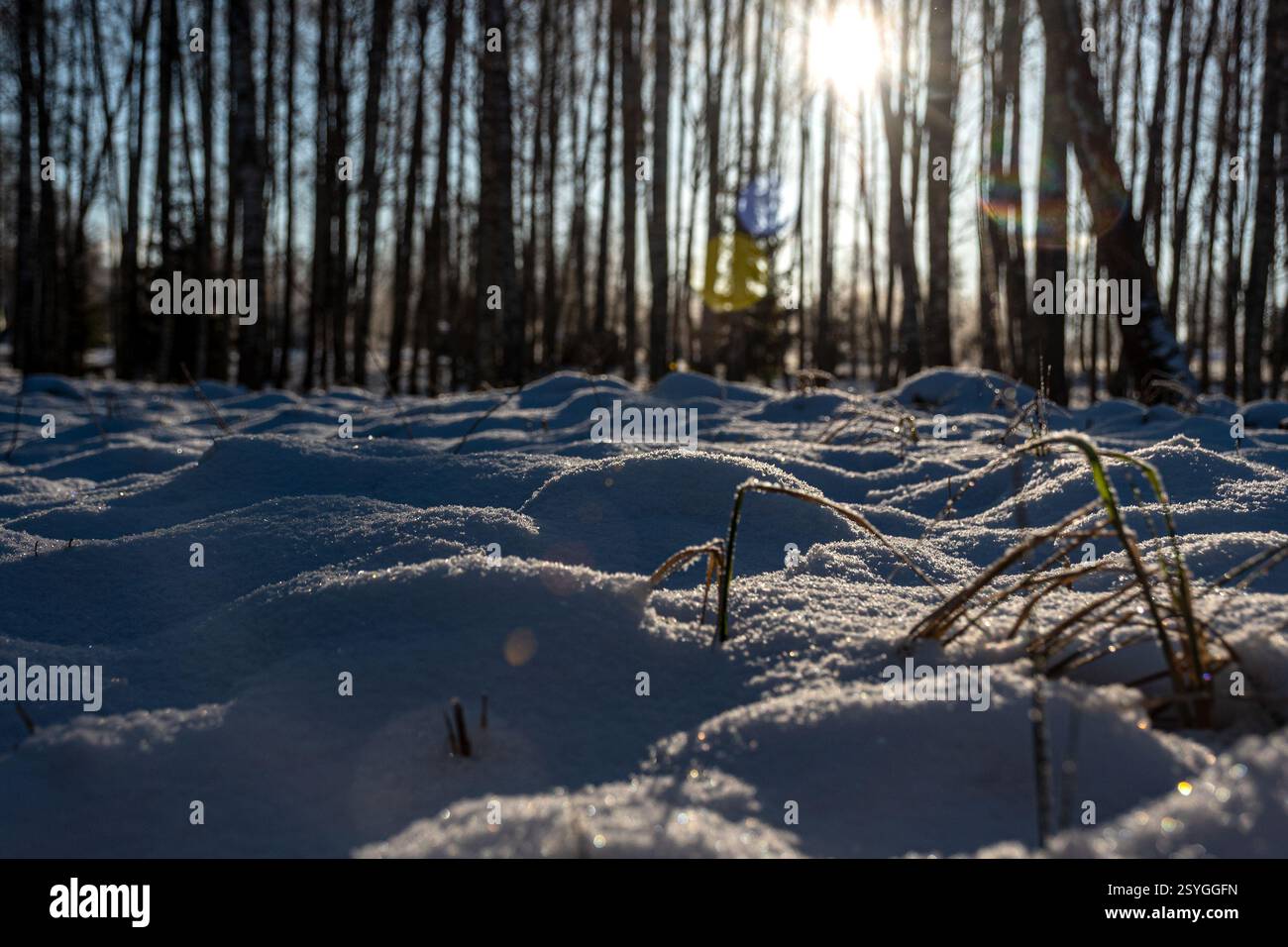 une merveilleuse journée d'hiver, les arbres et l'herbe recouverts de gel, la nature est ornée de gel et de neige, l'hiver Banque D'Images