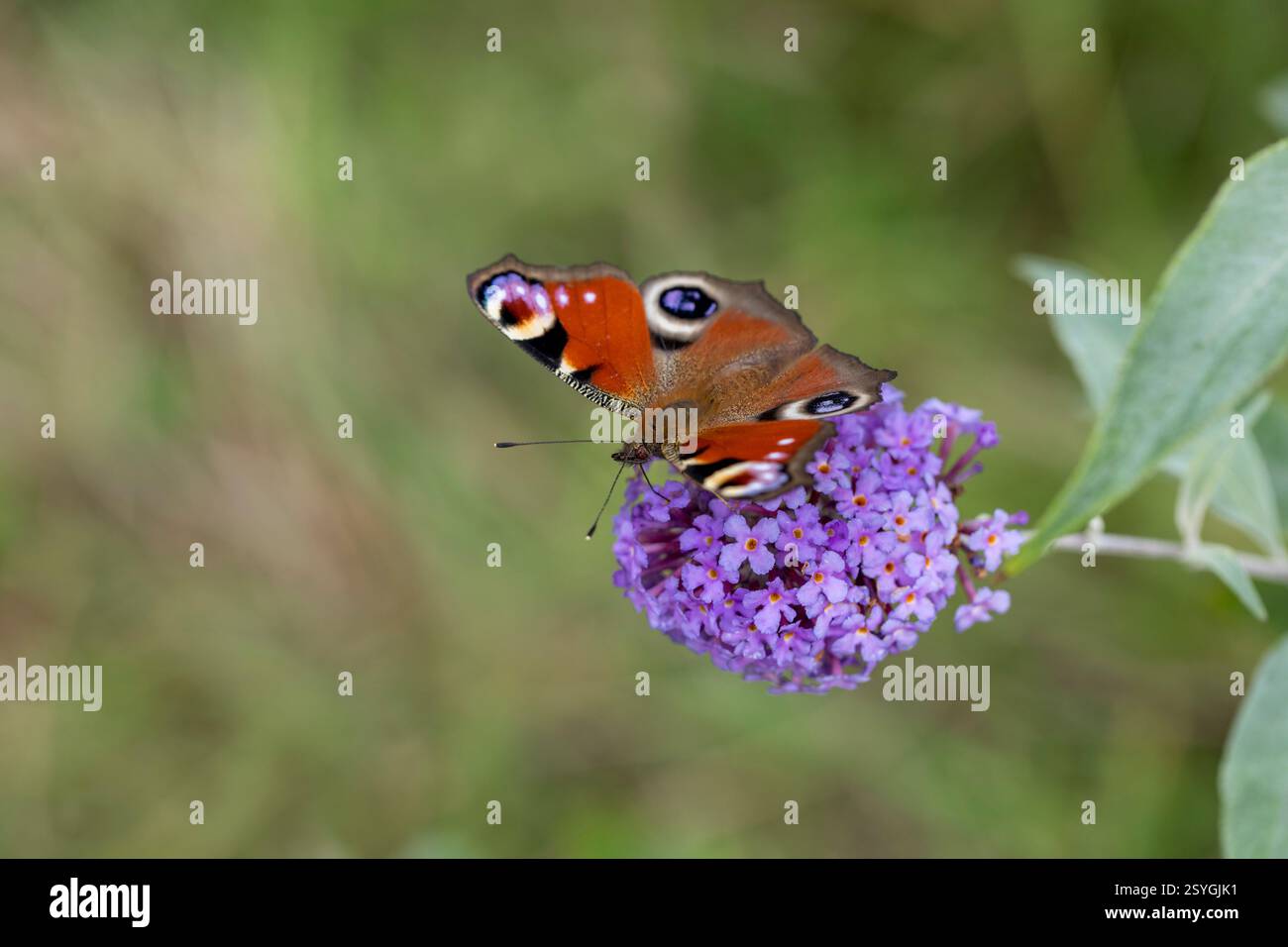 Papillon Peacock ; Aglais io ; sur la fleur de Bouddleia ; Royaume-Uni Banque D'Images