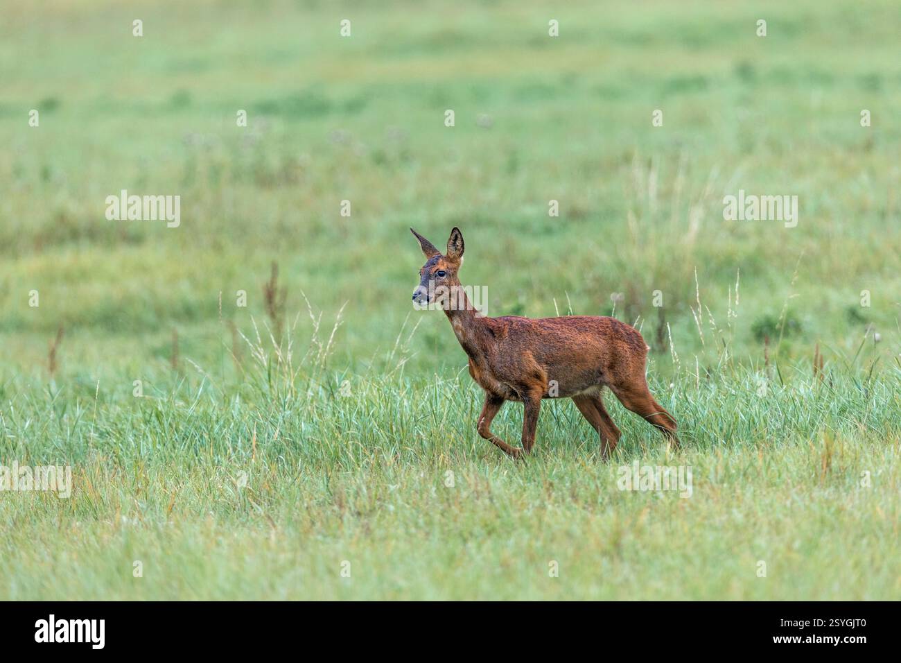 Roe Deer ; Capreolus capreolus ; Royaume-Uni Banque D'Images