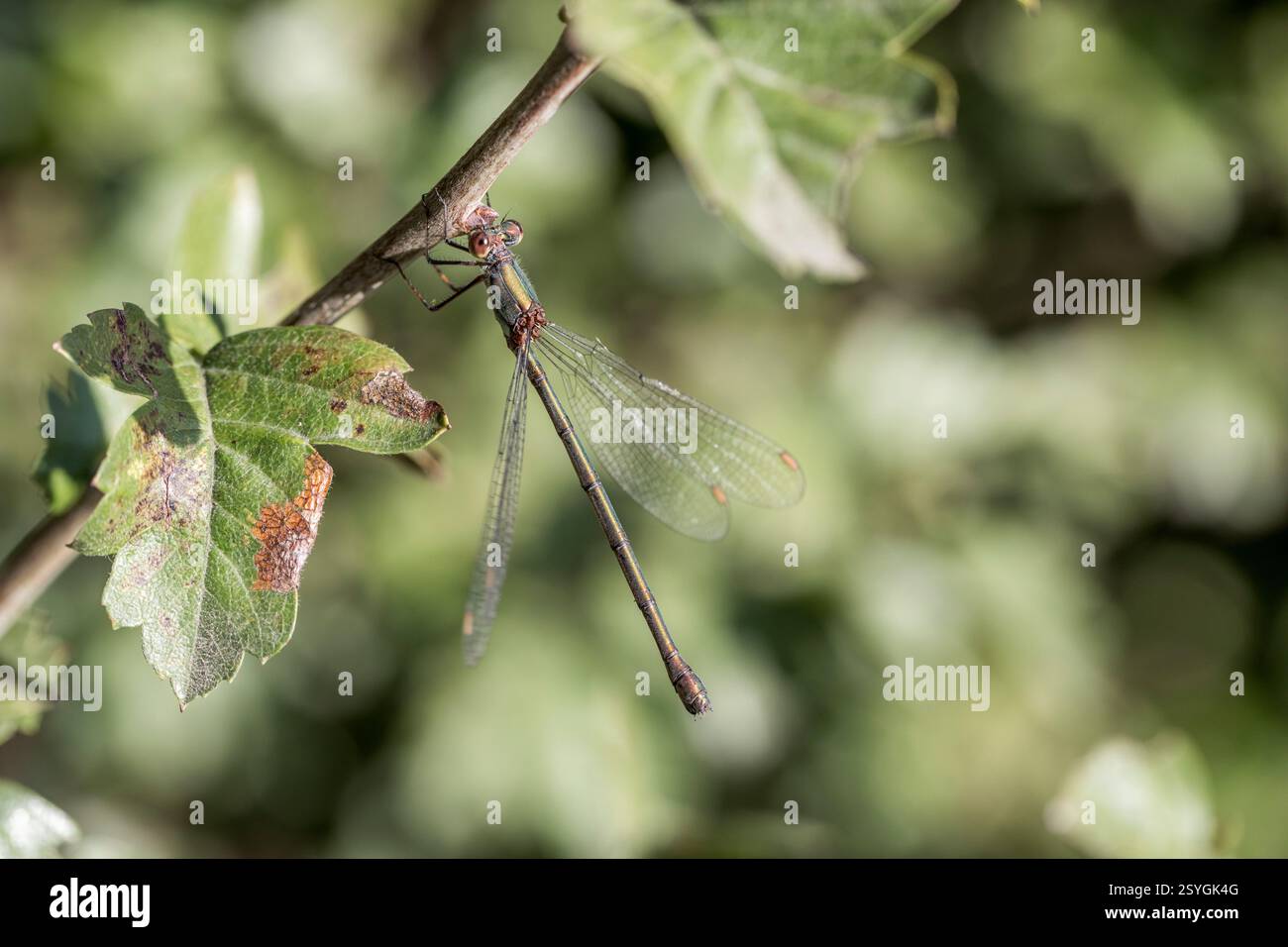 Willow Emerald Damselfly ; Chalcolestes viridis ; femme ; Royaume-Uni Banque D'Images