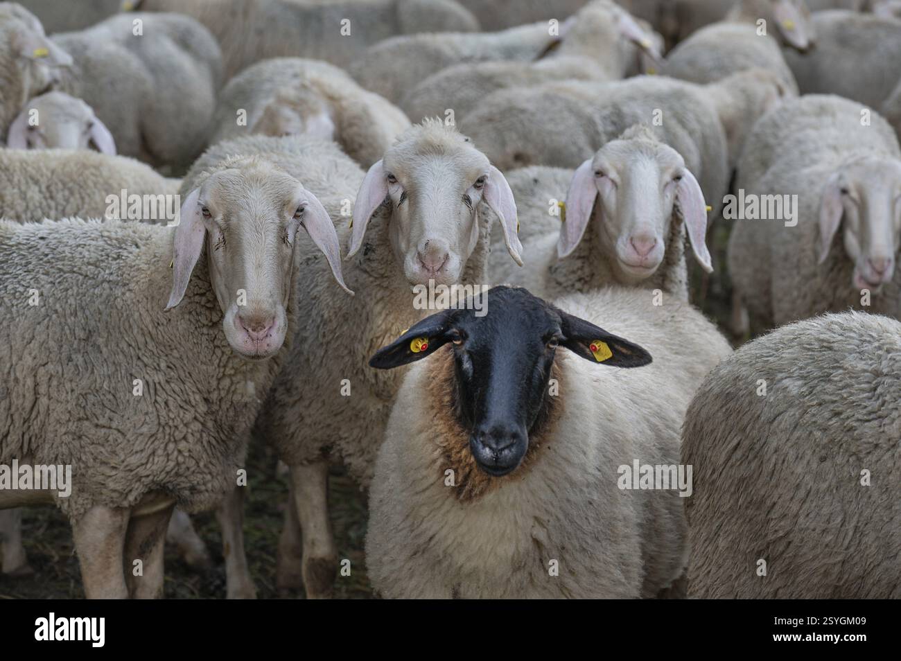 Moutons à face noire parmi les moutons mérinos dans le pâturage, Thuisbrunn, haute-Franconie, Bavière, Allemagne, Europe Banque D'Images