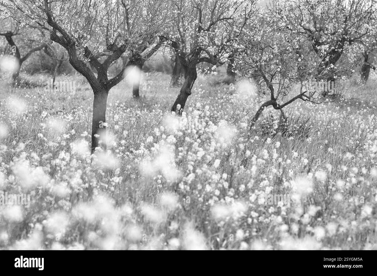 Fleur d'amandiers, amandiers, plantation, Buttercup des Bermudes (Oxalis pes-caprae), également connu sous le nom d'oseille de bois bas, Santa Maria del Cami, Calvia, noir Banque D'Images