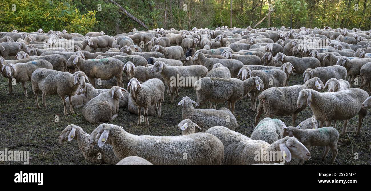 Un troupeau de moutons mérinoland dans un pâturage clôturé, Thuisbrunn, haute-Franconie, Bavière, Allemagne, Europe Banque D'Images