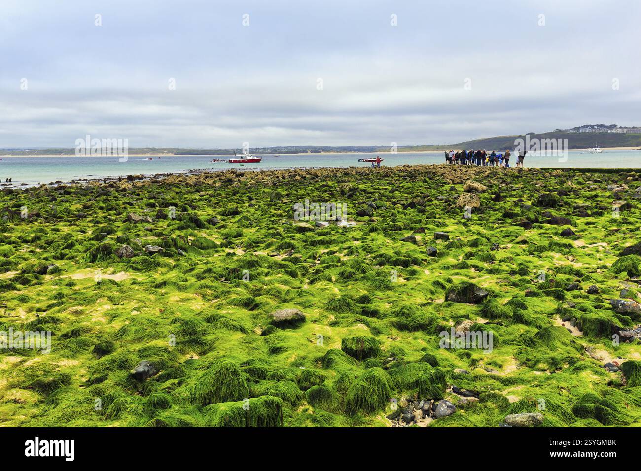 Rochers, algues, algues, vue sur la baie d'Ives, littoral, West Cornwall, Angleterre, Grande-Bretagne Banque D'Images