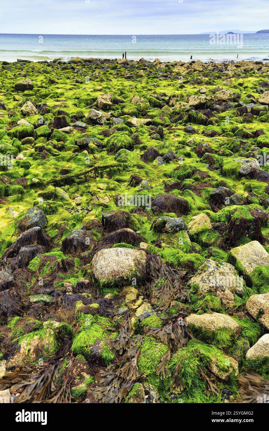 Rochers, algues, algues, vue sur la baie d'Ives vers Godrevy, littoral, West Cornwall, Angleterre, Grande Bretagne Banque D'Images