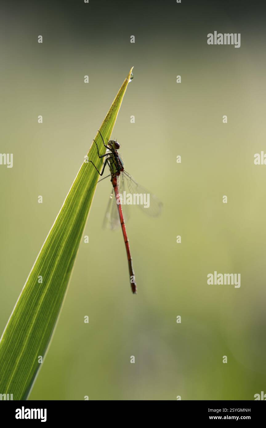Grande damoiselle rouge (Phyrrhosoma nymphula), unique, au repos, rétroéclairé, Oberhausen, région de la Ruhr, Rhénanie du Nord-Westphalie, Allemagne, Europe Banque D'Images