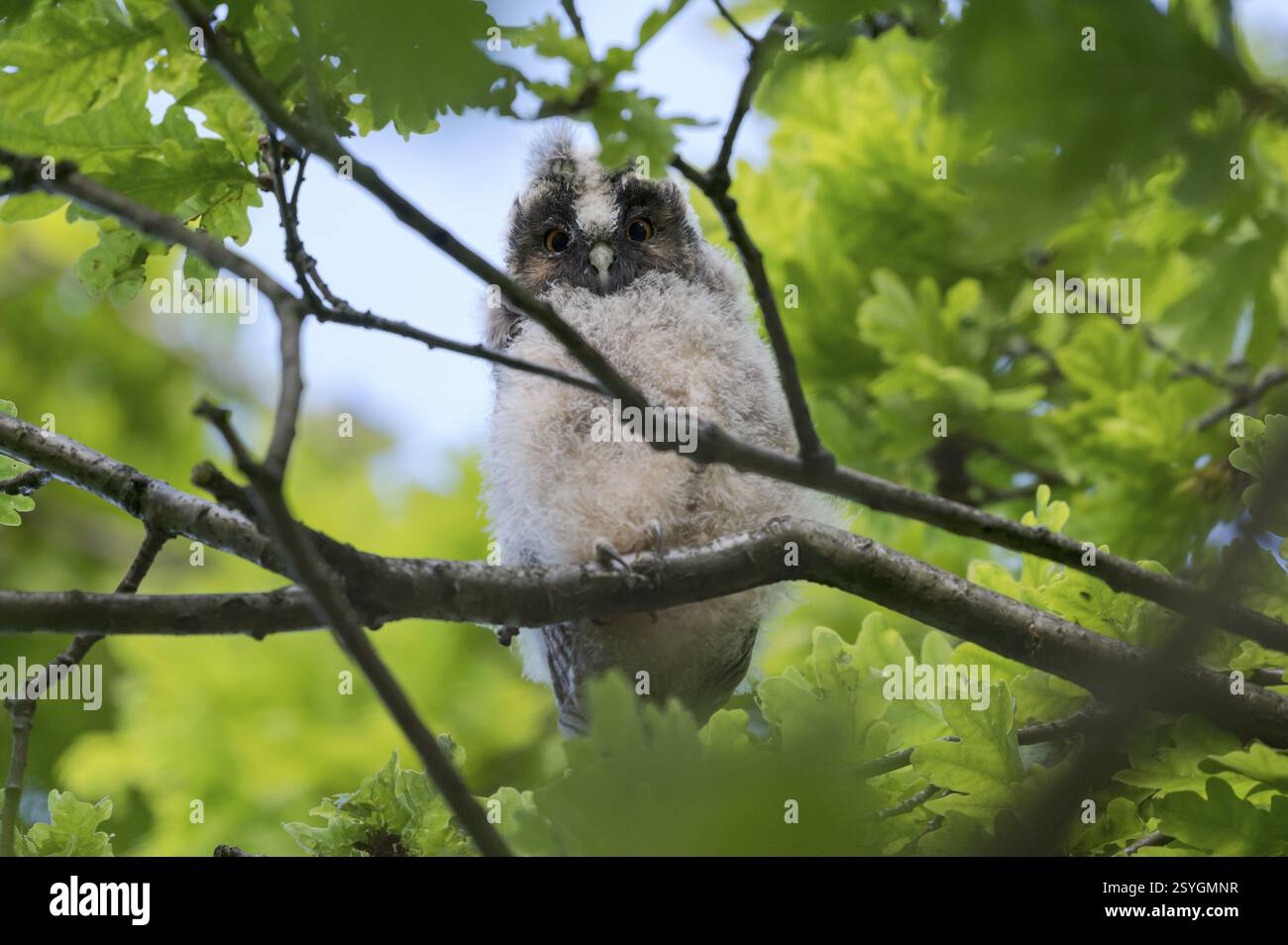 Hibou à oreilles longues (Asio otus), jeune oiseau, tout juste envol, nid nichant, Bottrop, région de la Ruhr, Rhénanie du Nord-Westphalie, Allemagne, Europe Banque D'Images