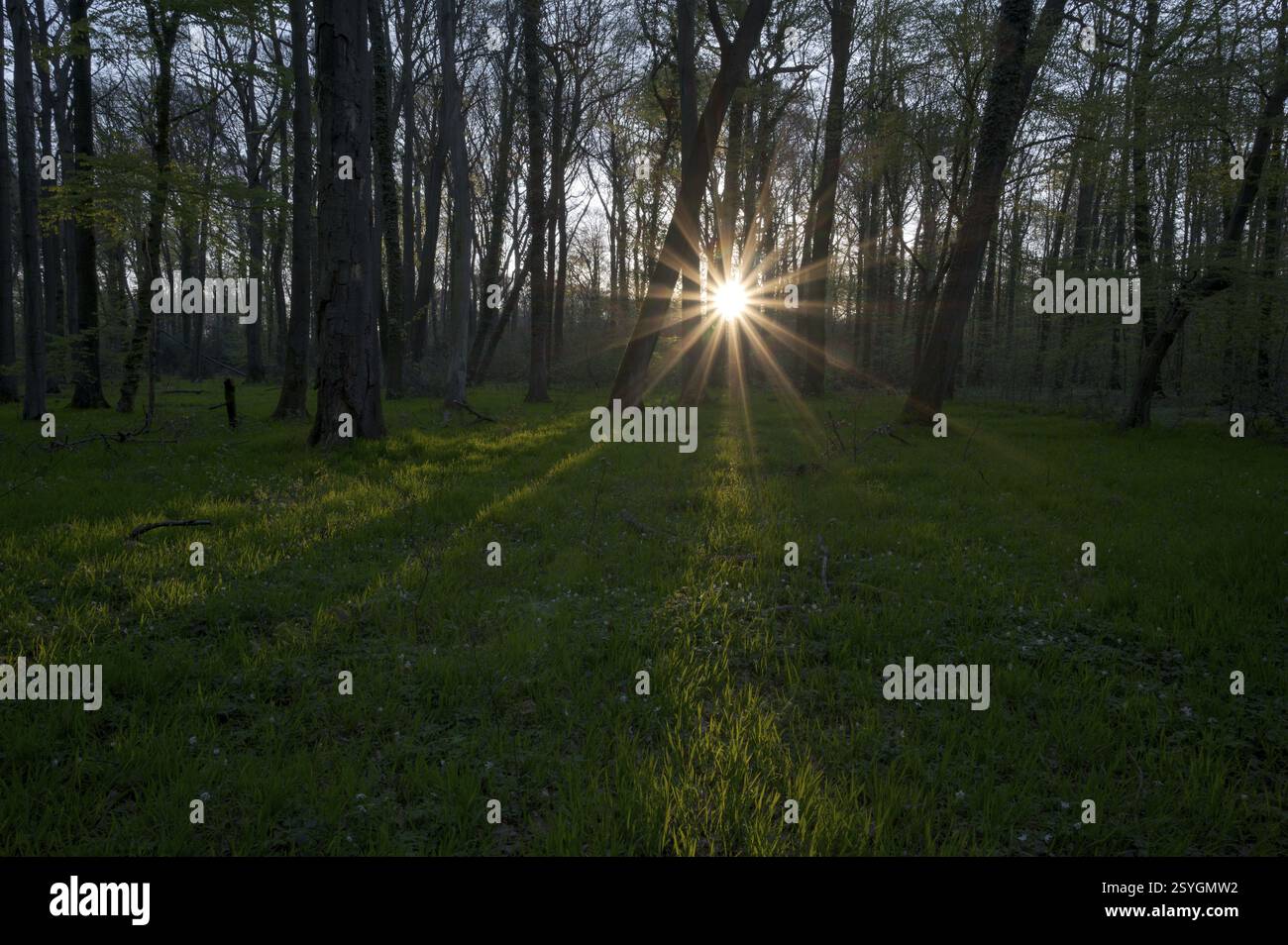 Forêt de hêtres au printemps, avec étoile du soleil, matin, Bottrop, région de la Ruhr, Rhénanie du Nord-Westphalie, Allemagne, Europe Banque D'Images