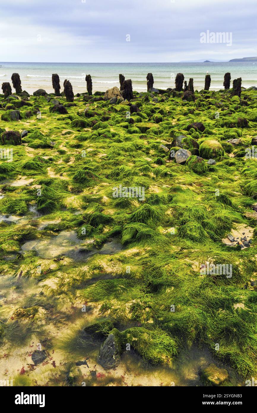 Rochers, algues, algues, vue sur la baie d'Ives vers Godrevy, littoral, West Cornwall, Angleterre, Grande Bretagne Banque D'Images