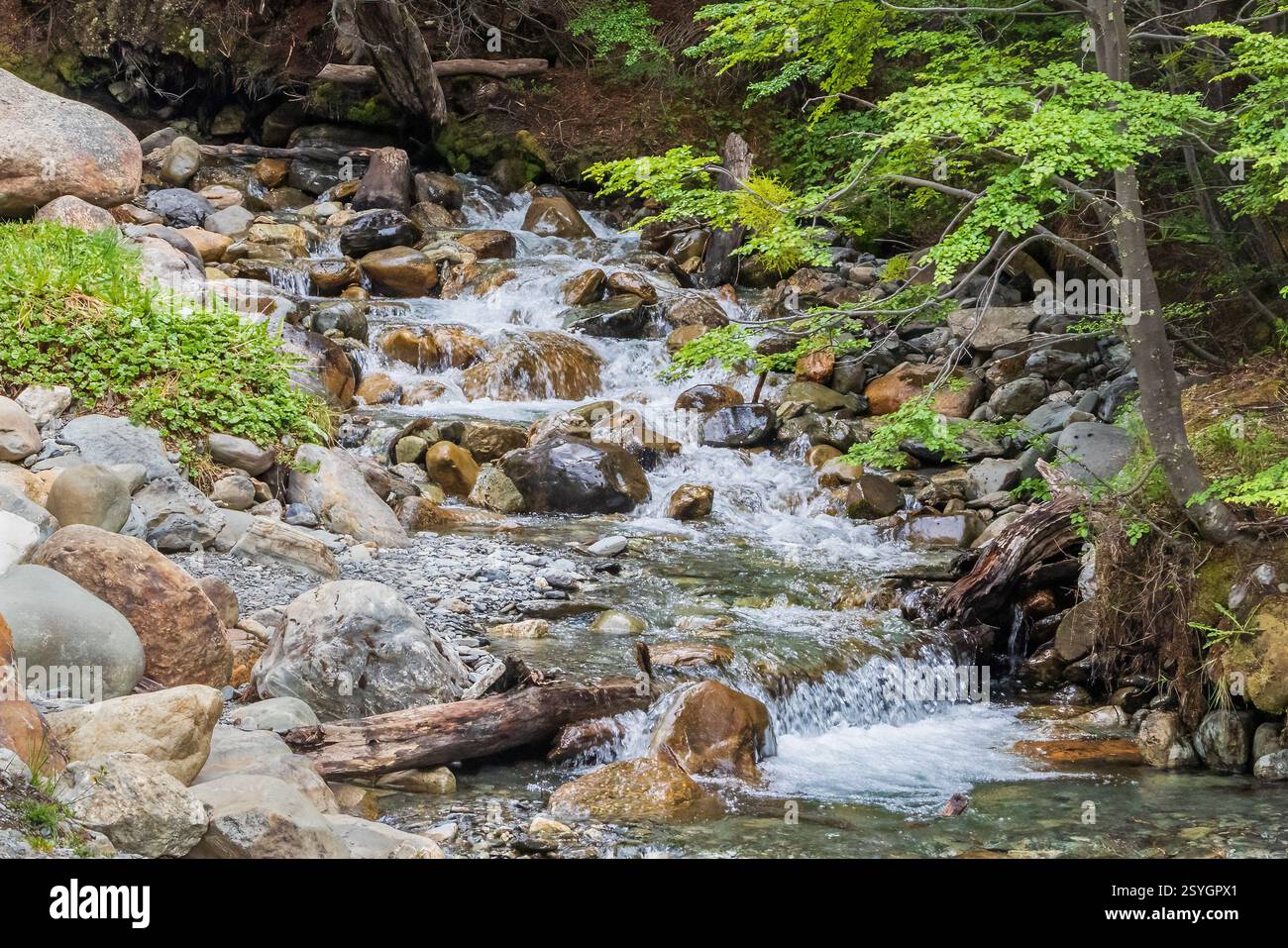 Ruisseau de montagne dans les collines de Tierra del Fuego, juste à l'extérieur d'Ushuaia, Argentine. Des rochers, des branches et de l'herbe verte entourent l'eau en cascade. Banque D'Images