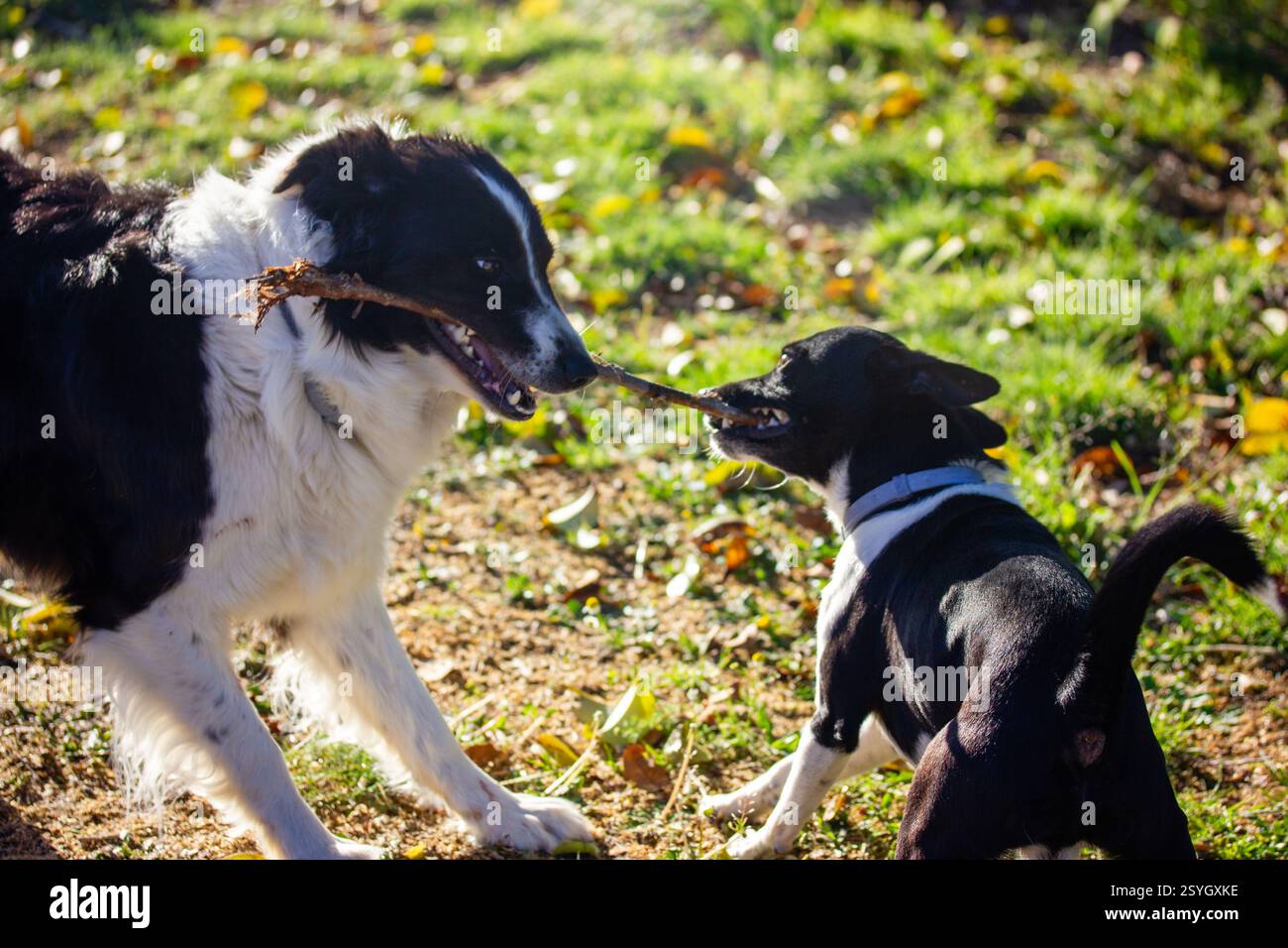 Frontière collie et petit chien noir et blanc jouant ensemble à l'extérieur. Les chiens heureux jouent avec un bâton. Animaux de compagnie canins, animaux sur une pelouse verte humeur ludique Banque D'Images
