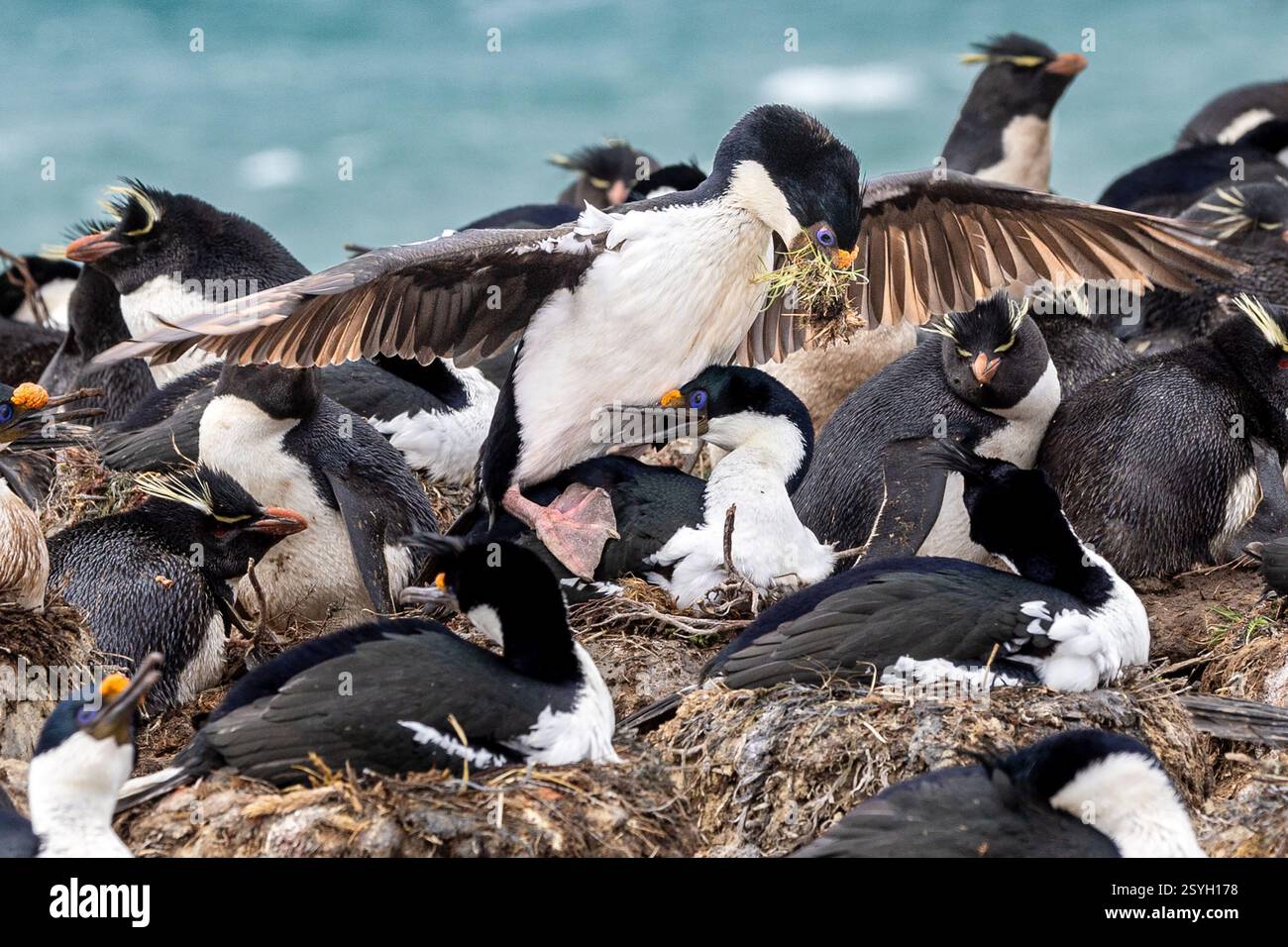 Construction de nids de cormorans impériaux et exposition de collage/accouplement, Pebble Island, îles Falkland Banque D'Images