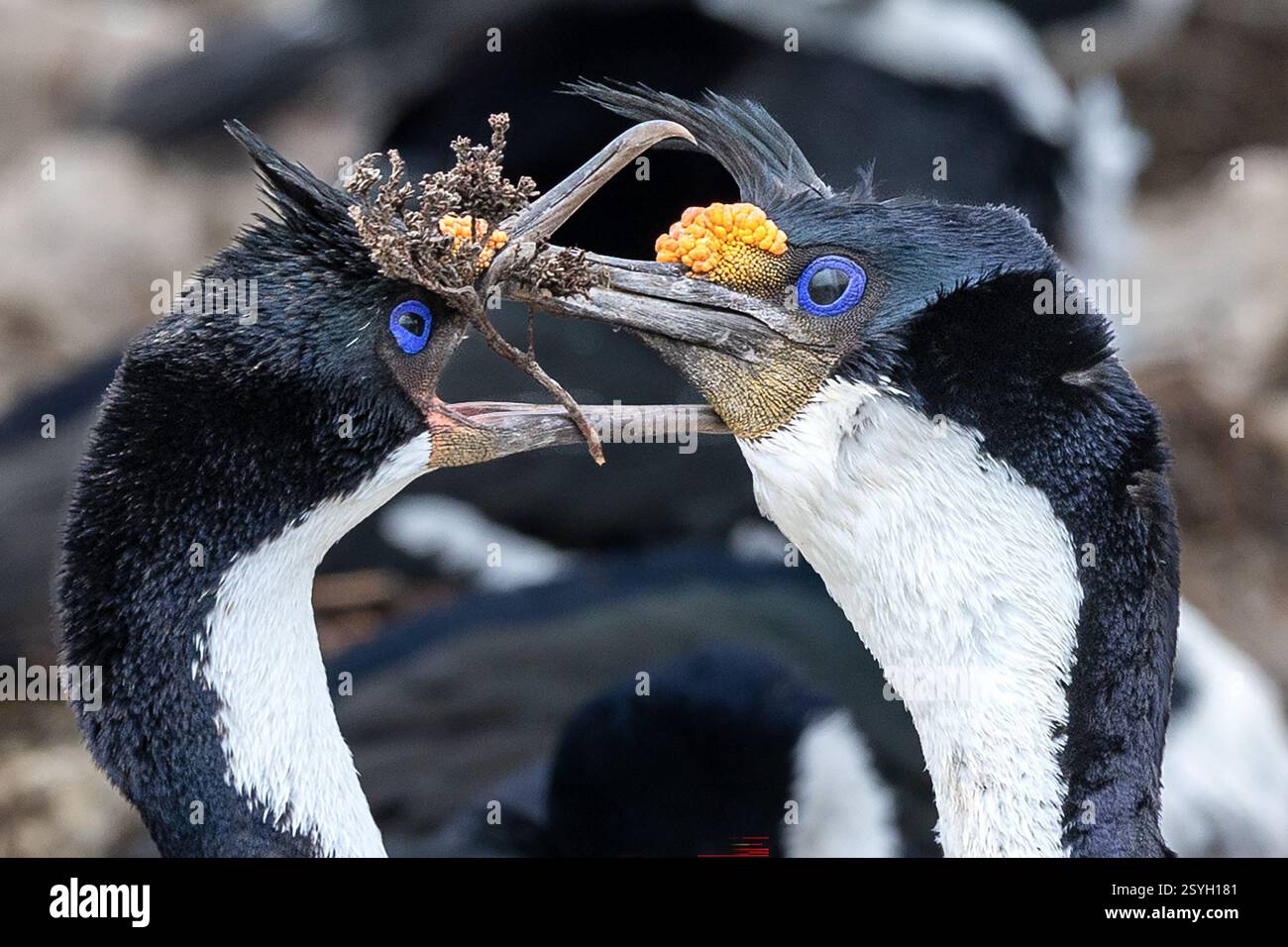 Construction de nids de cormorans impériaux et exposition de collage/accouplement, Pebble Island, îles Falkland Banque D'Images
