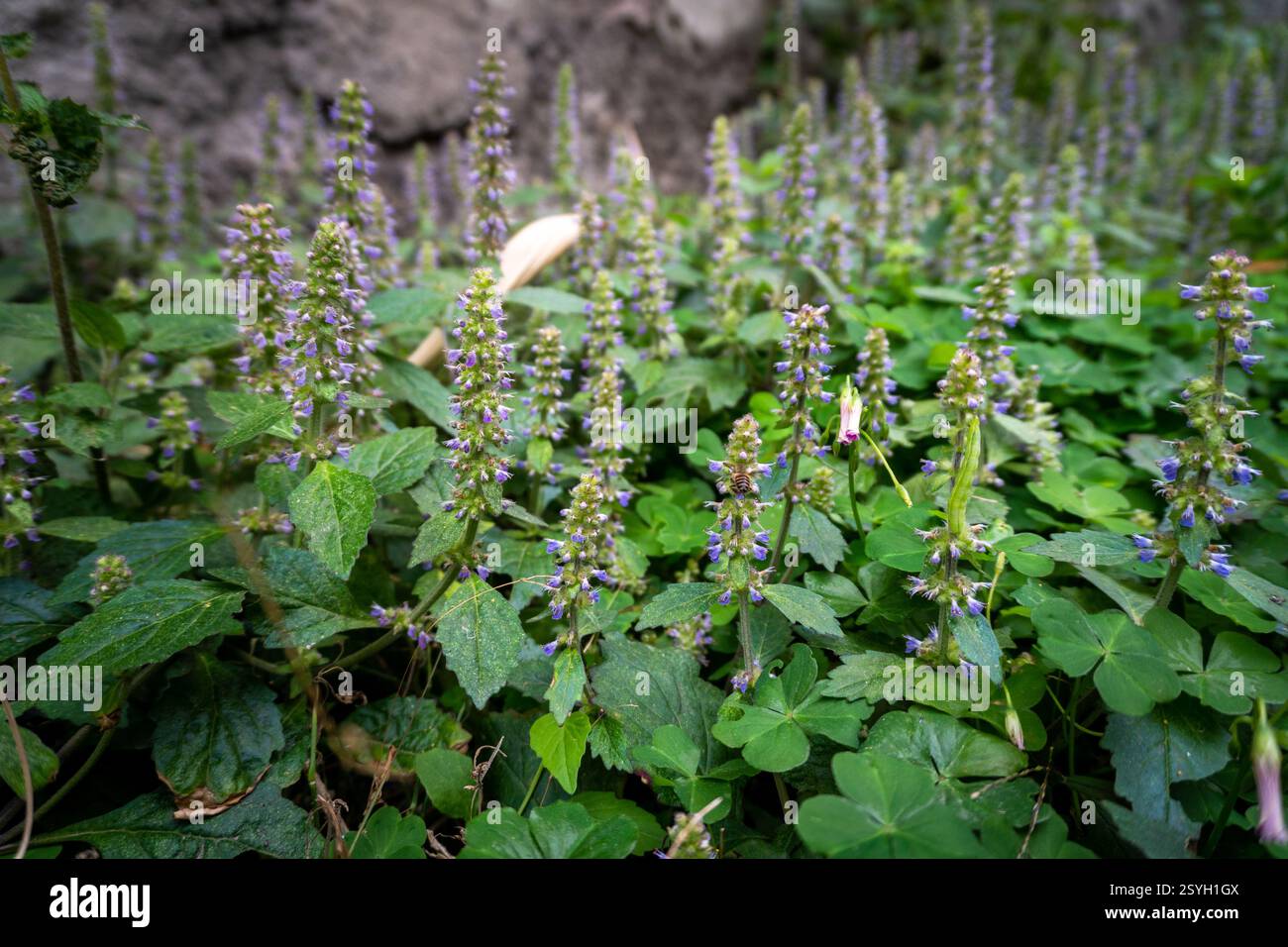 Baume vietnamien (Elsholtzia ciliata) plante et fleurs prospérant dans la beauté naturelle de l'Uttarakhand, Inde. Banque D'Images