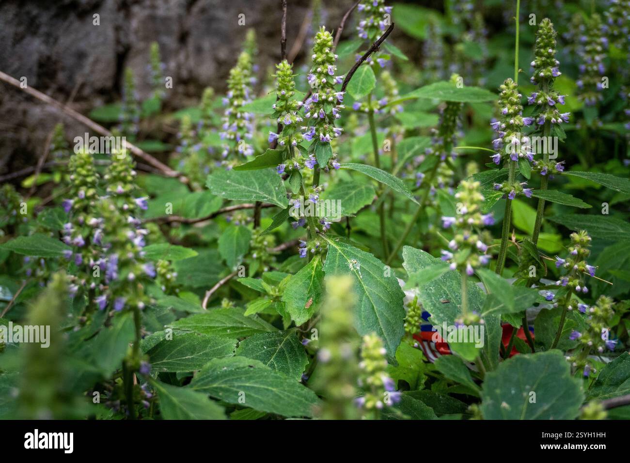Baume vietnamien (Elsholtzia ciliata) plante et fleurs prospérant dans la beauté naturelle de l'Uttarakhand, Inde. Banque D'Images