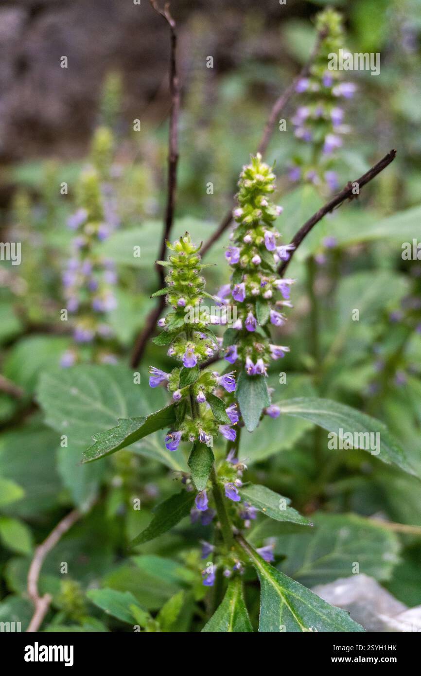 Baume vietnamien (Elsholtzia ciliata) plante et fleurs prospérant dans la beauté naturelle de l'Uttarakhand, Inde. Banque D'Images