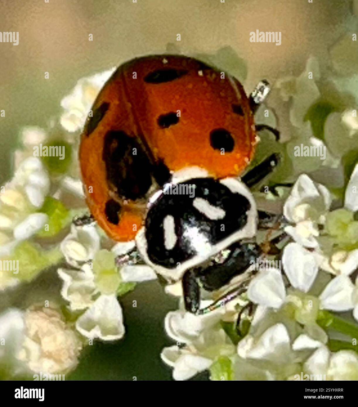 Le coccinelle convergente (Hippodamia convergens), Insecta, Fort Ord National Monument, Salinas, CA, US, le coccinelle convergente (Hippodamia convergens) appartient au genre oblonge Lady Beetles (Hippodamia convergens). Cette espèce a deux lignes blanches convergentes distinctives sur le front (pronotum). Le nombre de points noirs est variable. C'est l'un des dame coléoptères les plus communs en Amérique du Nord et on le trouve dans tout le continent. Les dame coléoptères sont utiles pour le contrôle biologique des pucerons, qui sont leur alimentation principale. La clé de l'évaluation de Lady Beetles est de voir et photographier l'extrémité avant pour voir les motifs sur Banque D'Images