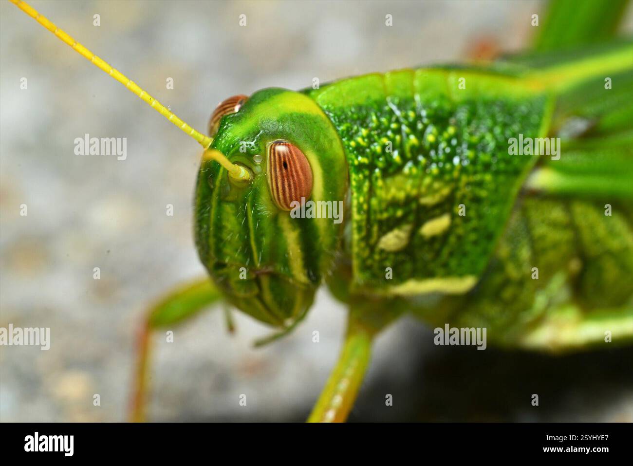 Grande sauterelle verte (Chondracris rosea), Insecta, 中国江西省上饶市婺源县 Banque D'Images