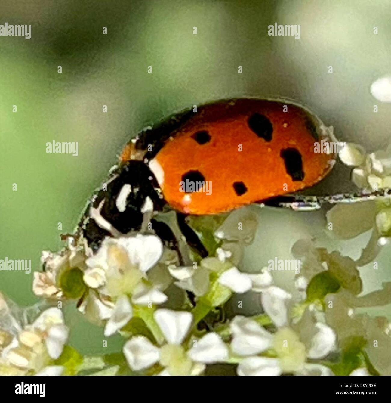 Le coccinelle convergente (Hippodamia convergens), Insecta, Fort Ord National Monument, Salinas, CA, US, le coccinelle convergente (Hippodamia convergens) appartient au genre oblonge Lady Beetles (Hippodamia convergens). Cette espèce a deux lignes blanches convergentes distinctives sur le front (pronotum). Le nombre de points noirs est variable. C'est l'un des dame coléoptères les plus communs en Amérique du Nord et on le trouve dans tout le continent. Les dame coléoptères sont utiles pour le contrôle biologique des pucerons, qui sont leur alimentation principale. La clé de l'évaluation de Lady Beetles est de voir et photographier l'extrémité avant pour voir les motifs sur Banque D'Images