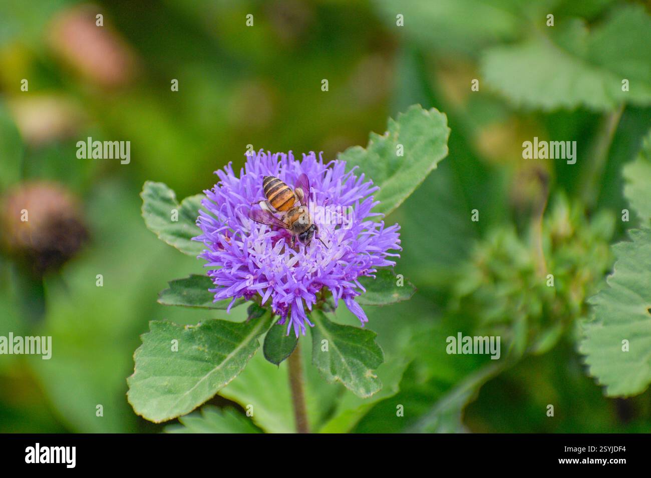 Une abeille asiatique collectant le nectar sur une fleur violette. Banque D'Images
