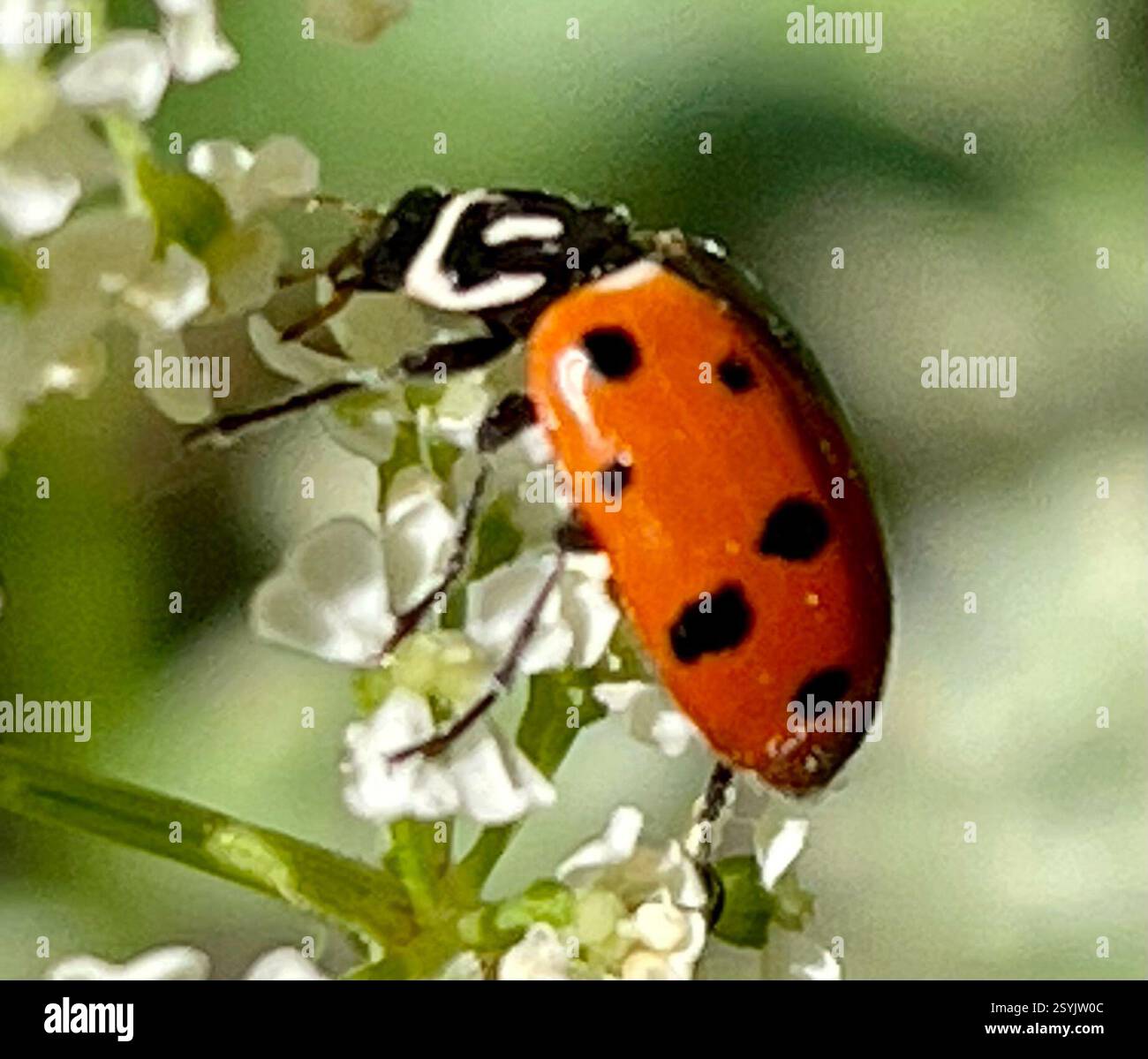 Le coccinelle convergente (Hippodamia convergens), Insecta, Fort Ord National Monument, Salinas, CA, US, le coccinelle convergente (Hippodamia convergens) appartient au genre oblonge Lady Beetles (Hippodamia convergens). Cette espèce a deux lignes blanches convergentes distinctives sur le front (pronotum). Le nombre de points noirs est variable. C'est l'un des dame coléoptères les plus communs en Amérique du Nord et on le trouve dans tout le continent. Les dame coléoptères sont utiles pour le contrôle biologique des pucerons, qui sont leur alimentation principale. La clé de l'évaluation de Lady Beetles est de voir et photographier l'extrémité avant pour voir les motifs sur Banque D'Images