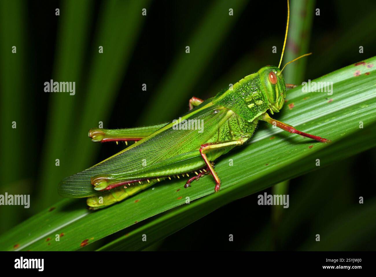 Grande sauterelle verte (Chondracris rosea), Insecta, 中国江西省上饶市婺源县 Banque D'Images