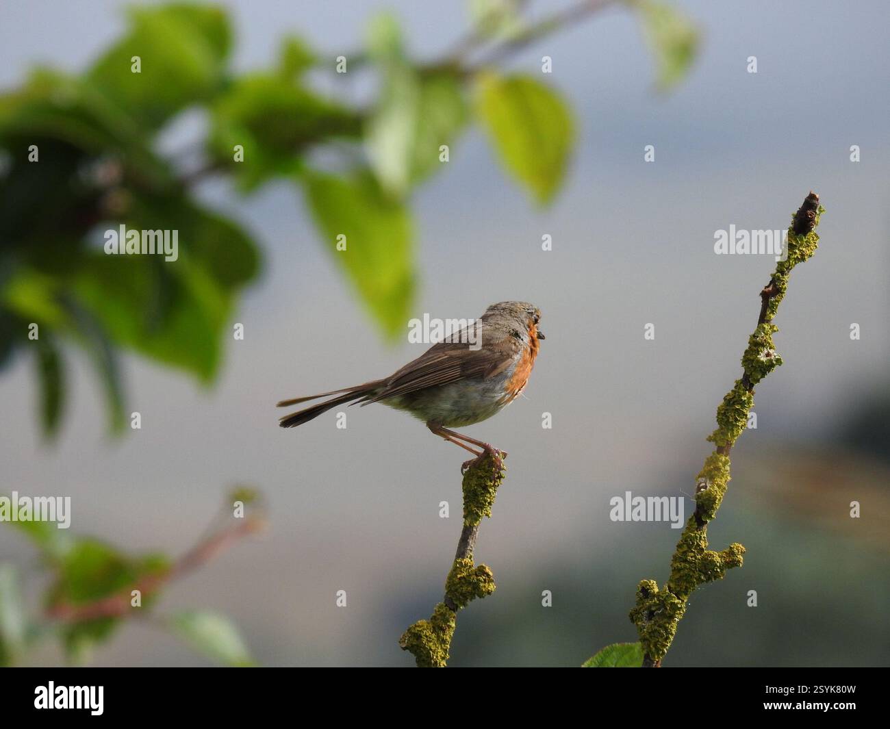 Robin européen (Erithacus rubecula), Aves, Aberdeenshire, Royaume-Uni Banque D'Images