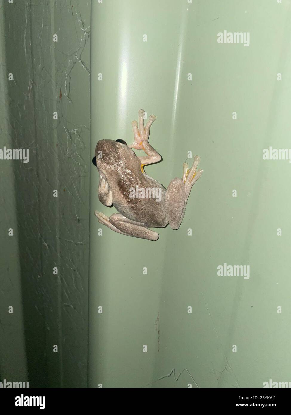 Grenouille arbre de Peron (Litoria peronii), amphibie, Athel Tree CR, Bradbury, Nouvelle-Galles du Sud, AU Banque D'Images