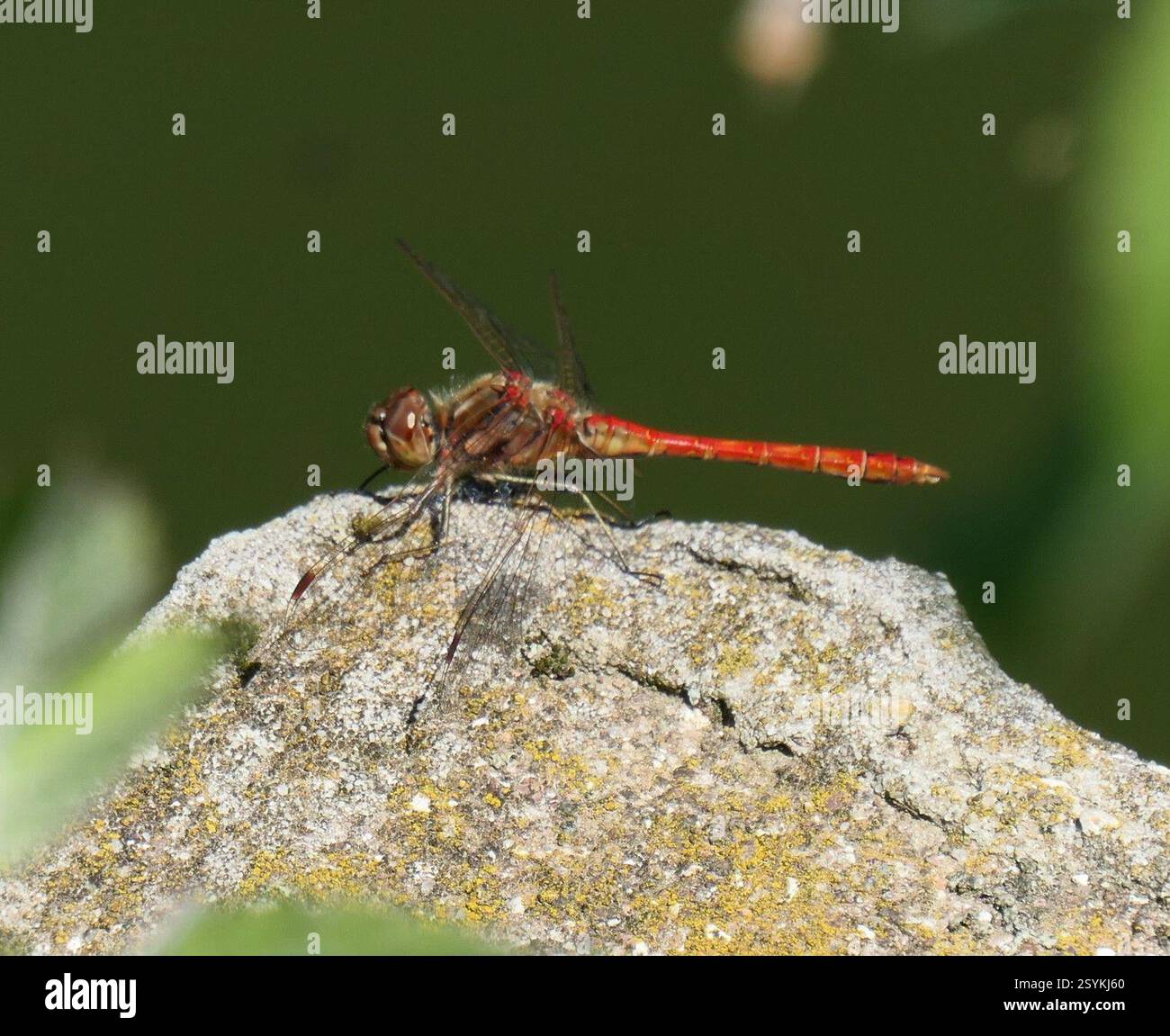Dard vagrant (Sympetrum vulgatum), Insecta, 39057 Eppan an der Weinstraße., autonome Provinz Bozen - Südtirol, Italien, individu unique, BMS Banque D'Images