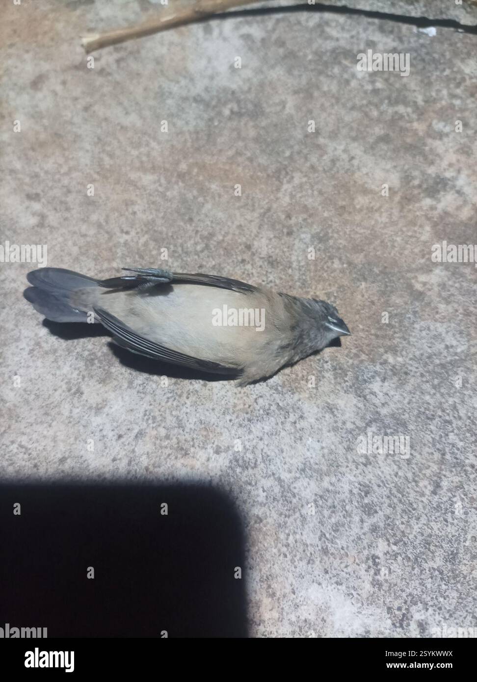 Mannikin de bronze (Spermestes cucullata), Aves, Chuo cha Ualimu Vikonje, Tansania, probablement un cordon bleu juvénile Banque D'Images