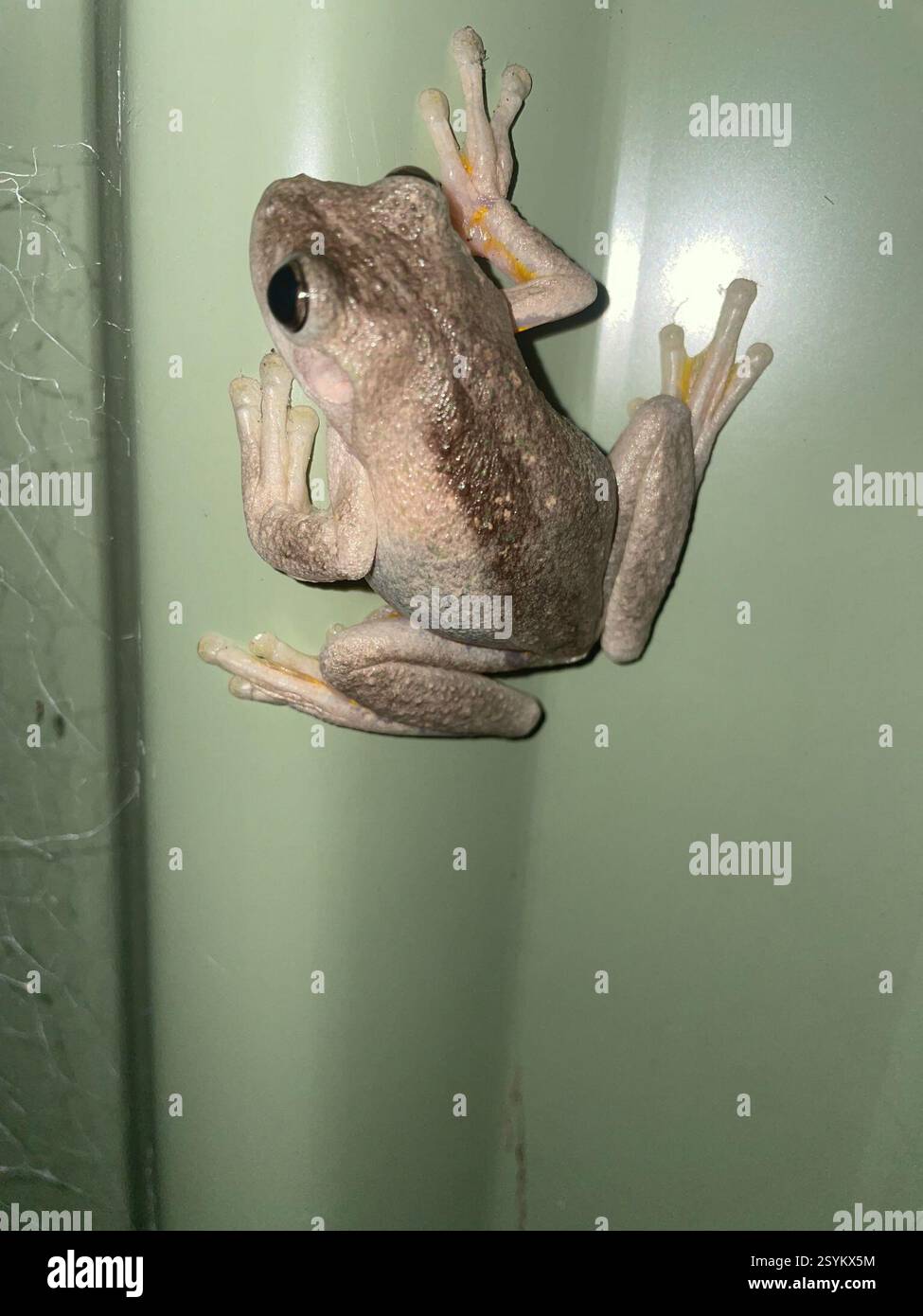 Grenouille arbre de Peron (Litoria peronii), amphibie, Athel Tree CR, Bradbury, Nouvelle-Galles du Sud, AU Banque D'Images