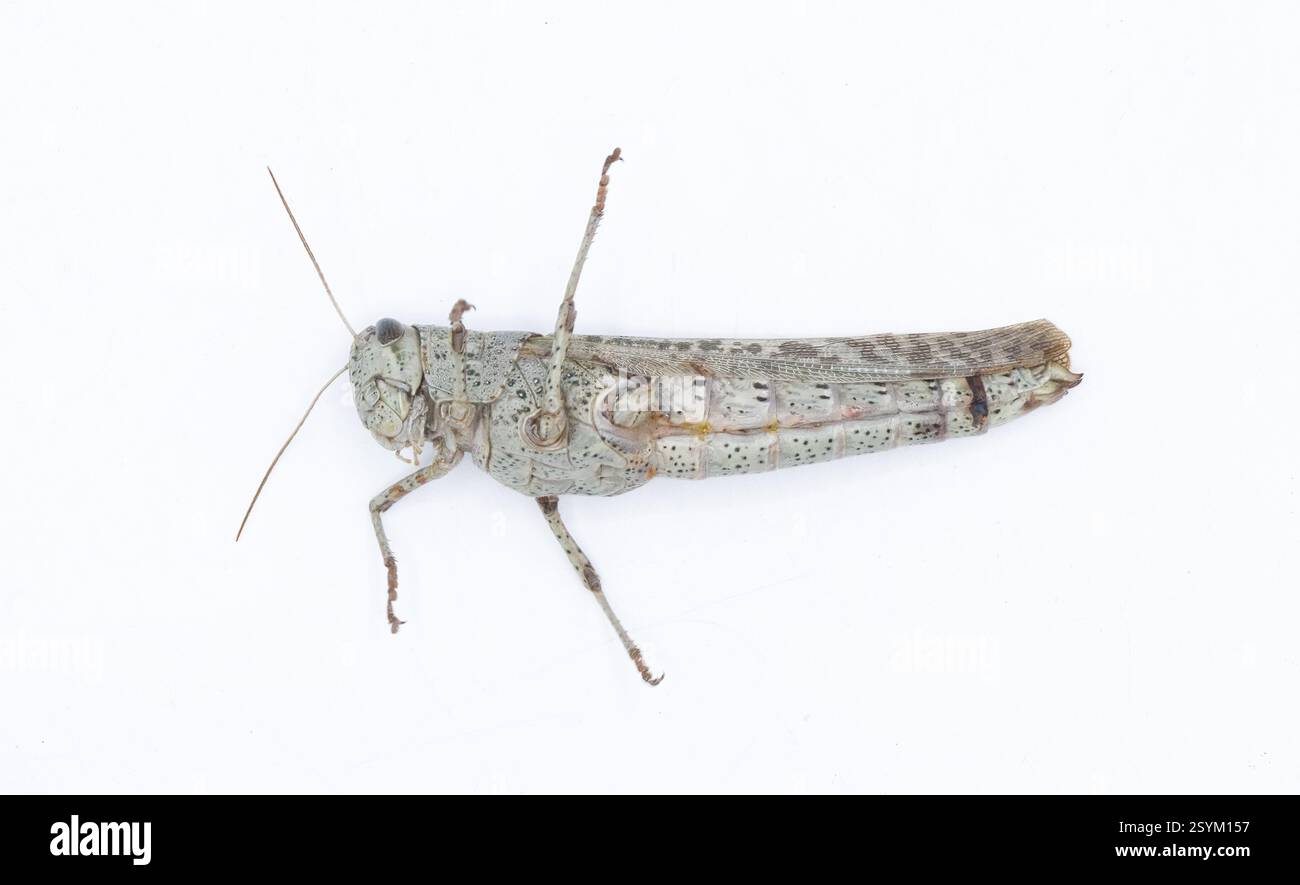 Grande sauterelle oiseau rouillé sauvage adulte - Schistocerca rubiginosa - en détail les marques de couleur gris et rouge orange. isolé sur fond blanc s Banque D'Images