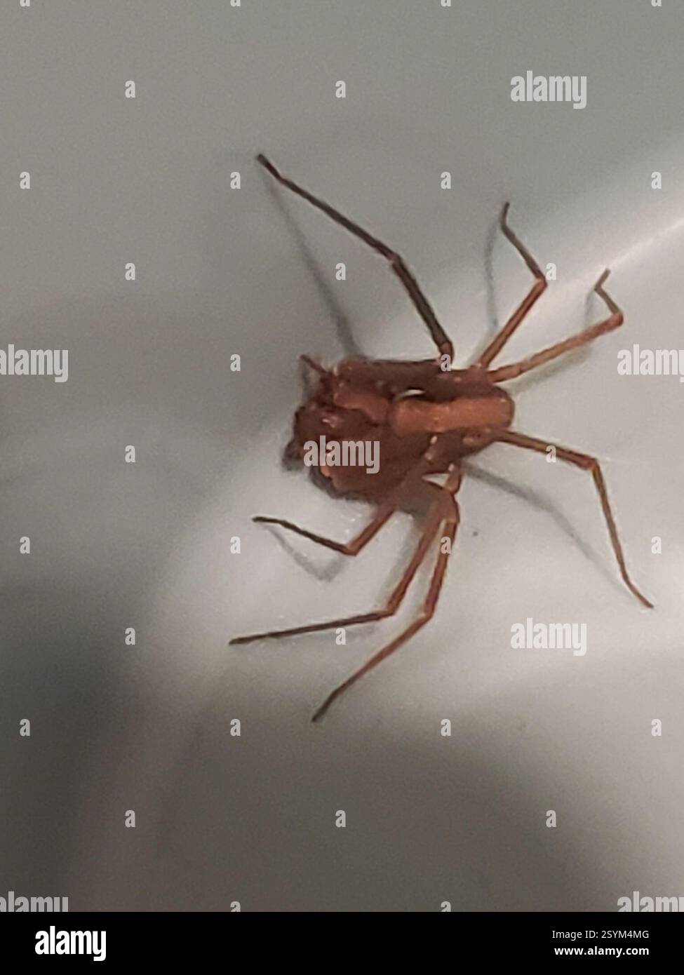 Brown recluse (Loxosceles reclusa), Arachnida, Lewis Township, IN, États-Unis Banque D'Images