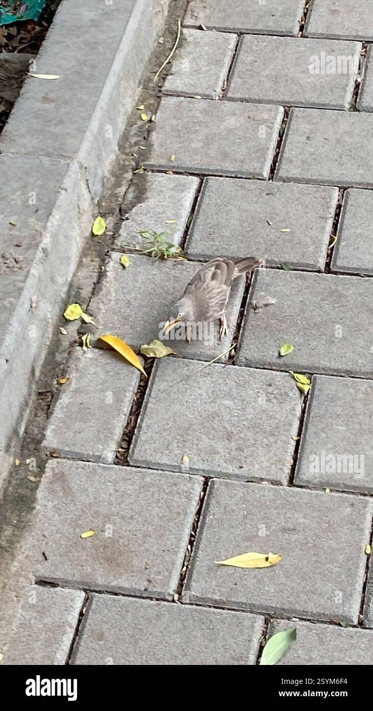 Jungle Babbler (Argya striata), Aves, Off Judges Bungalow Road, Ahmedabad, GJ, IN Banque D'Images
