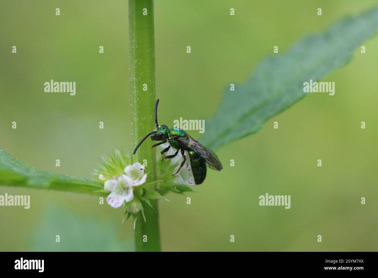 Pure Green Sweat Bee (Augochlora pura), Insecta, Medway, London, ON, Canada Banque D'Images