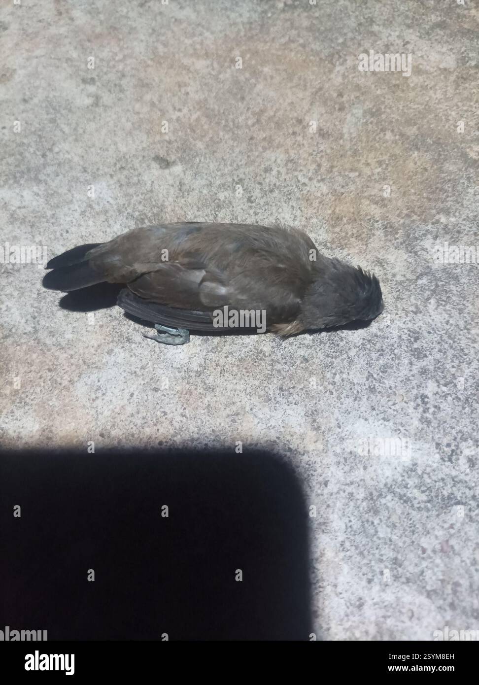 Mannikin de bronze (Spermestes cucullata), Aves, Chuo cha Ualimu Vikonje, Tansania, probablement un cordon bleu juvénile Banque D'Images