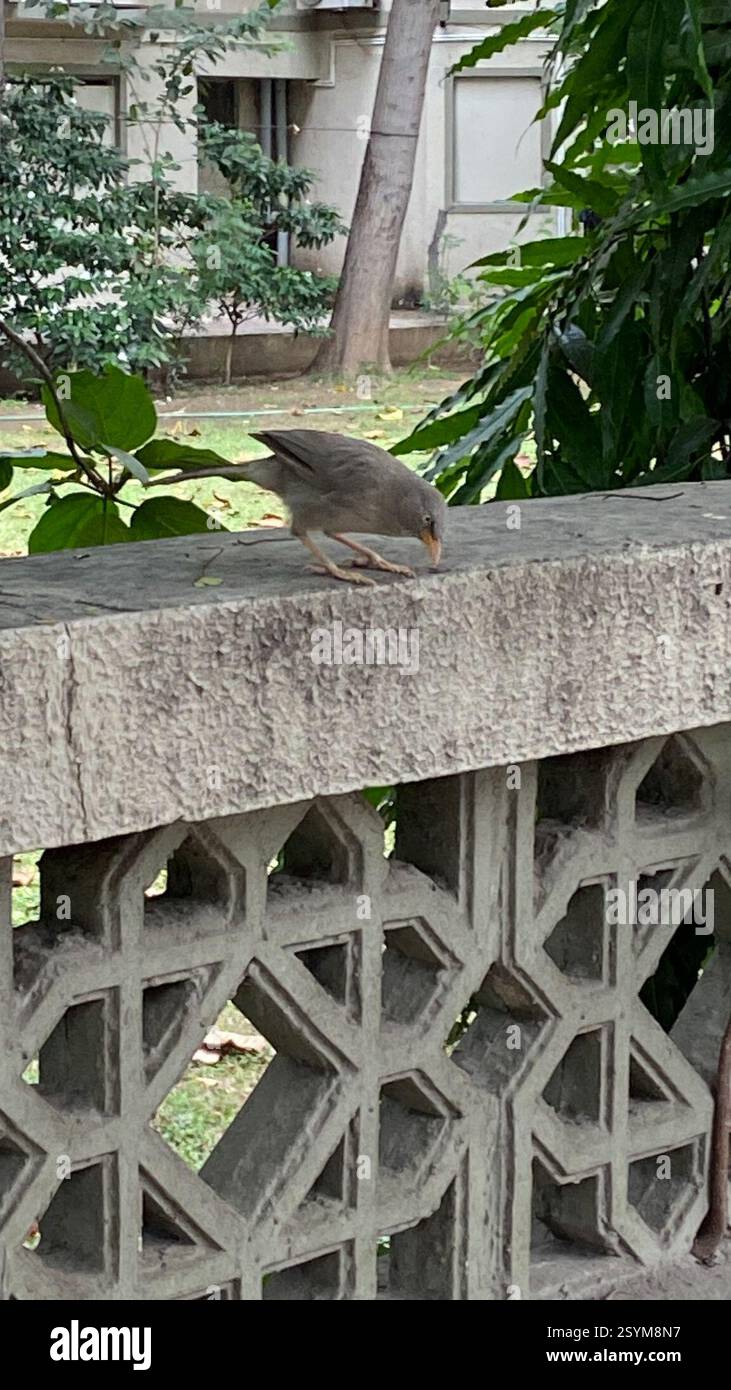 Jungle Babbler (Argya striata), Aves, Off Judges Bungalow Road, Ahmedabad, GJ, IN Banque D'Images