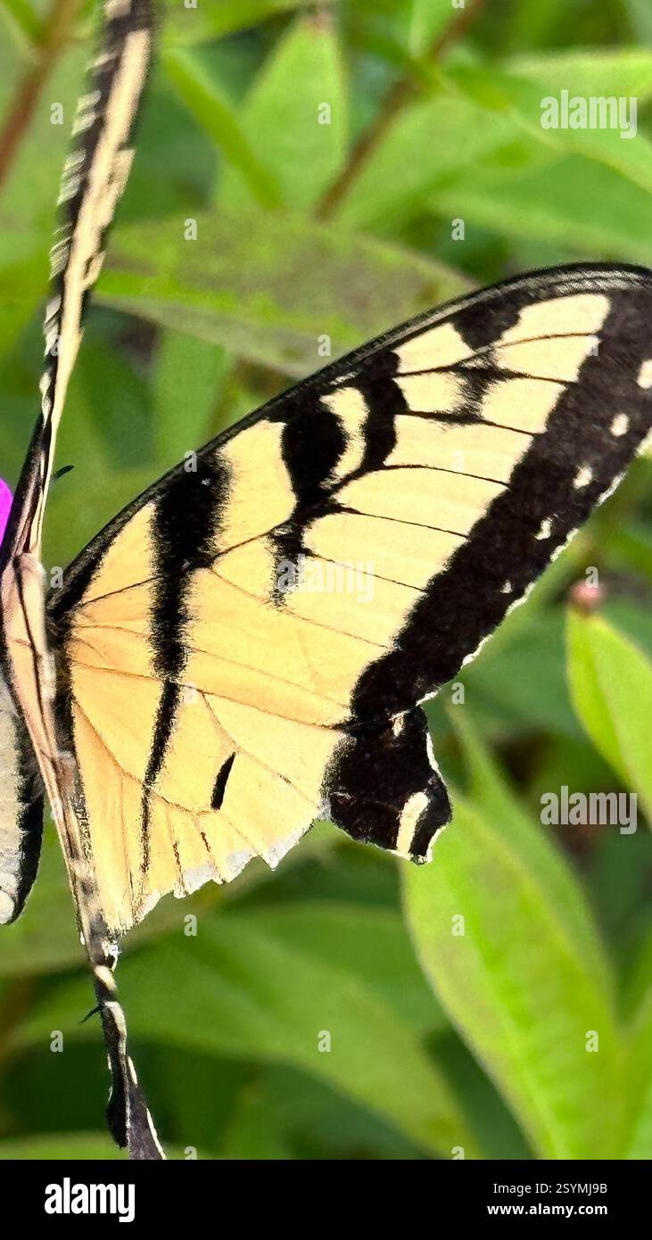 Queue de tigre de l'est (Papilio glaucus), Insecta, E Federal St, Snow Hill, MD, ÉTATS-UNIS Banque D'Images