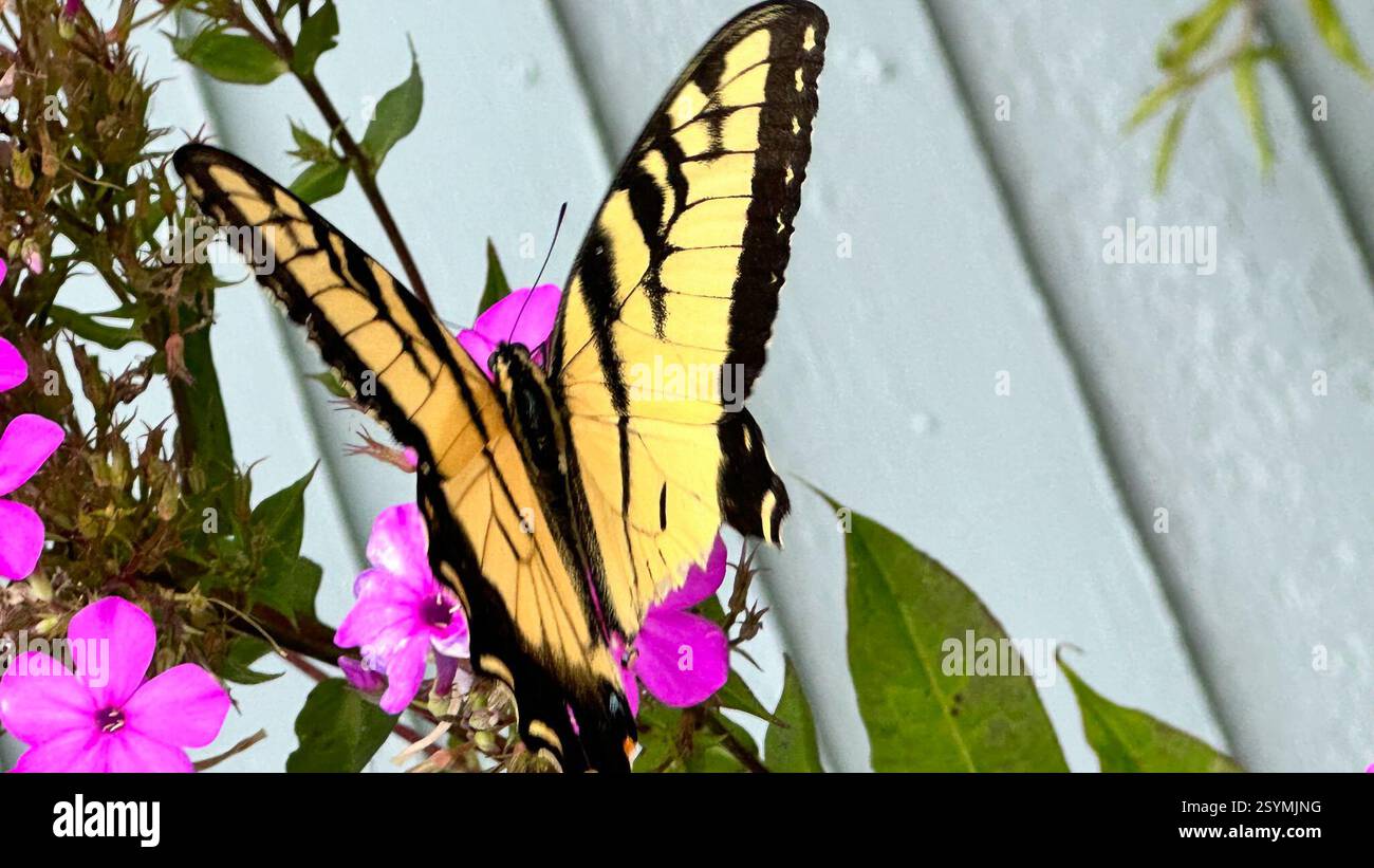 Queue de tigre de l'est (Papilio glaucus), Insecta, E Federal St, Snow Hill, MD, ÉTATS-UNIS Banque D'Images