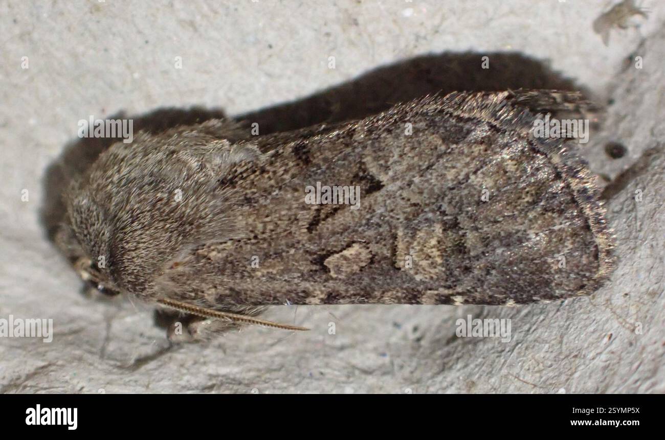 Rustique à flond (Luperina testacea), Insecta, Graafland, Groot-Ammers, Hollande méridionale, NL Banque D'Images