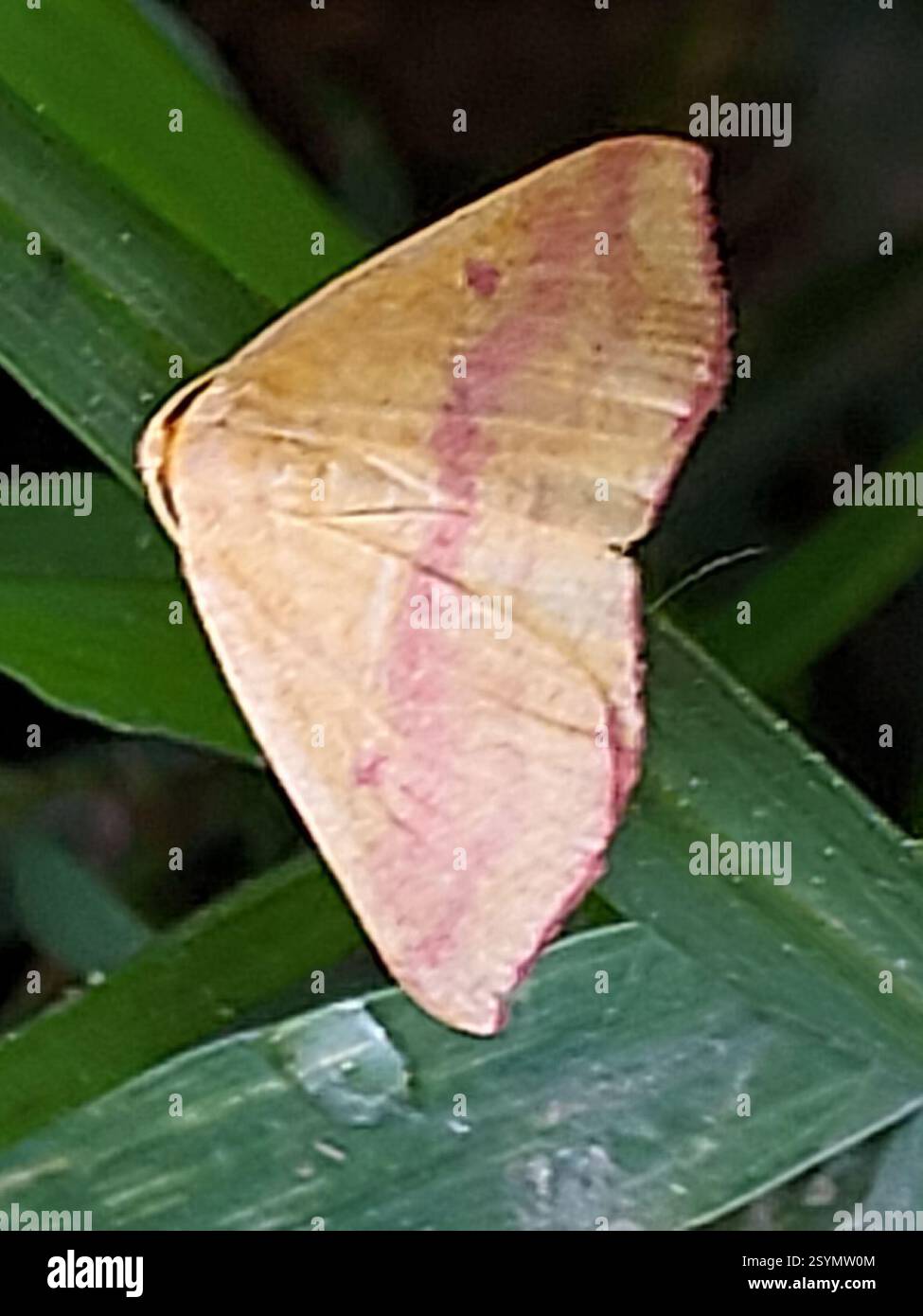 Géomètre de l'herbe chiches (Haematopis grataria), insecte, Sutherland Banque D'Images