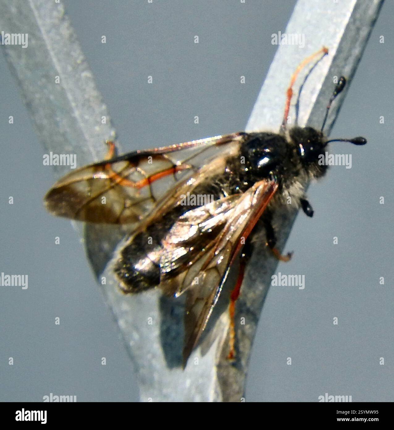 (Cimbicinae), Insecta, Geilo, Norvège Banque D'Images