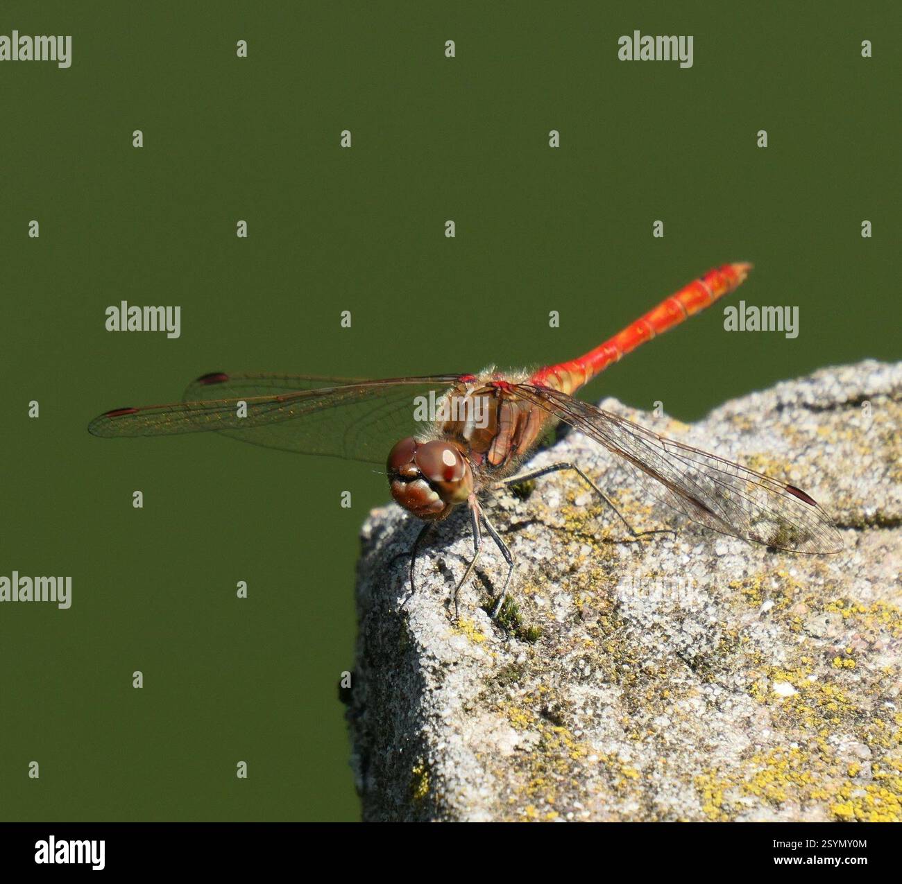 Dard vagrant (Sympetrum vulgatum), Insecta, 39057 Eppan an der Weinstraße., autonome Provinz Bozen - Südtirol, Italien, individu unique, BMS Banque D'Images