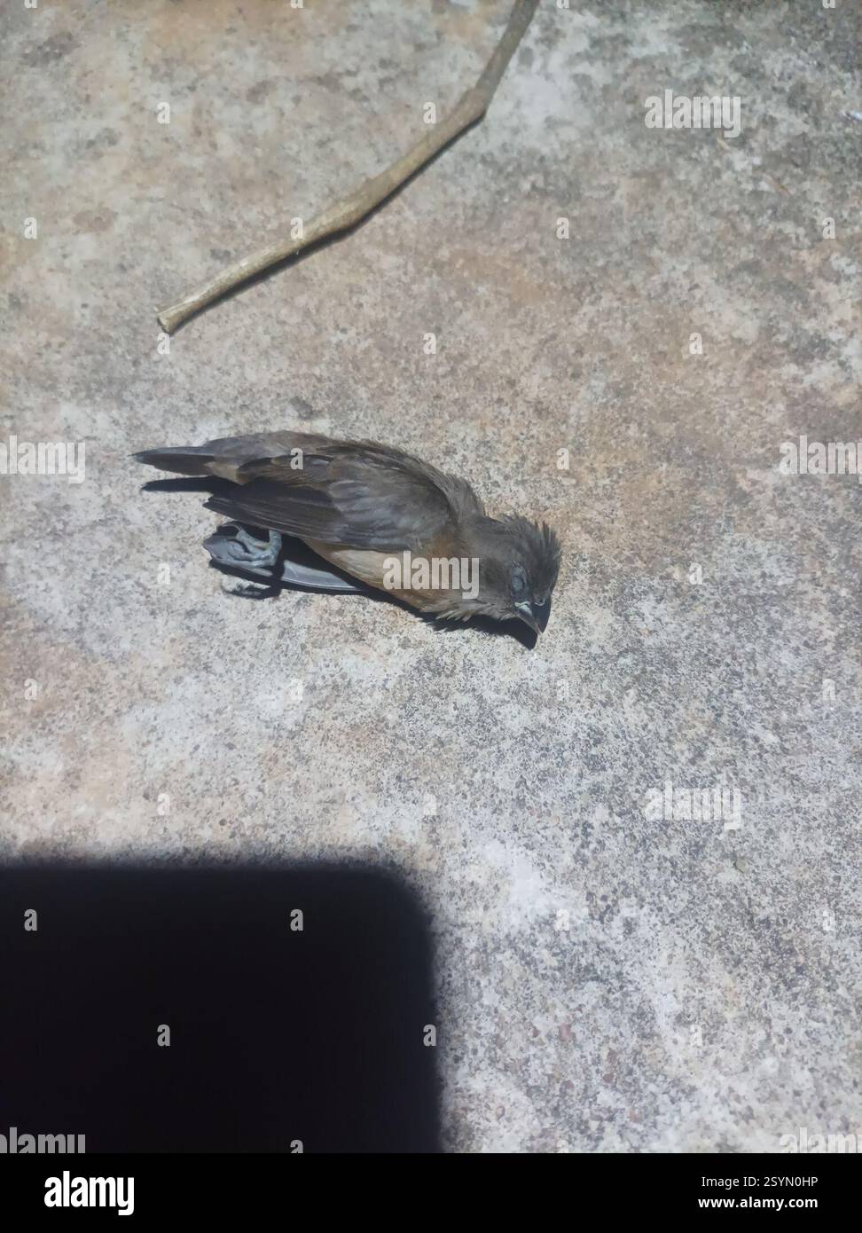 Mannikin de bronze (Spermestes cucullata), Aves, Chuo cha Ualimu Vikonje, Tansania, probablement un cordon bleu juvénile Banque D'Images