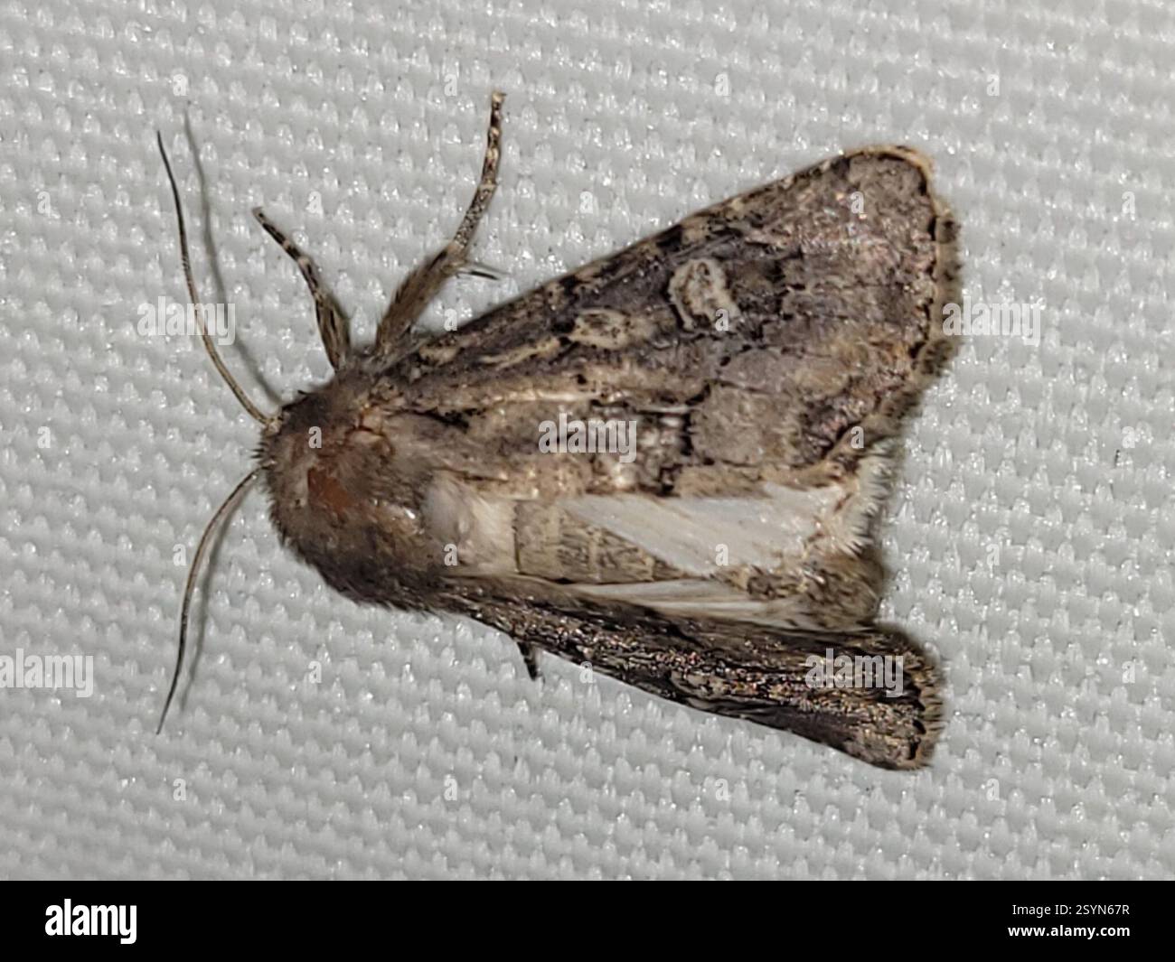 Flounded Rustic (Luperina testacea), Insecta, Rungstedgård (Rungsted Strandvej), 2960 Rungsted Kyst, Danmark Banque D'Images