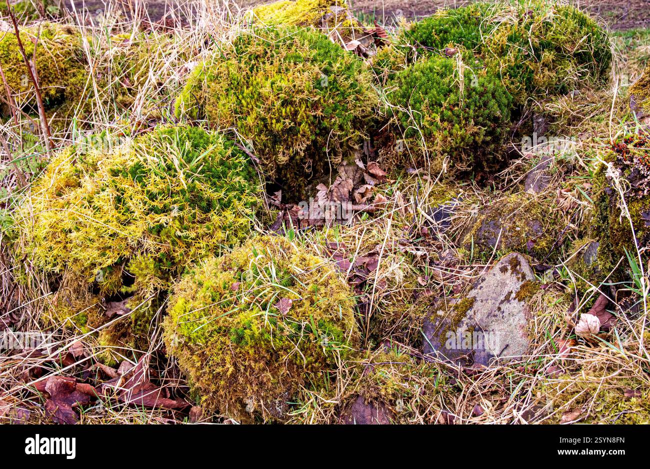 Dundee, Tayside, Écosse, Royaume-Uni. 1er mars 2025. Météo britannique : le premier jour du printemps météorologique a créé un habitat magnifique et inhabituel avec de la mousse de tamari commune et de la mousse de coiffe commune poussant sur des murs de pierres sèches dans Dundee Clatto Woods en Écosse. Crédit : Dundee Photographics/Alamy Live News Banque D'Images