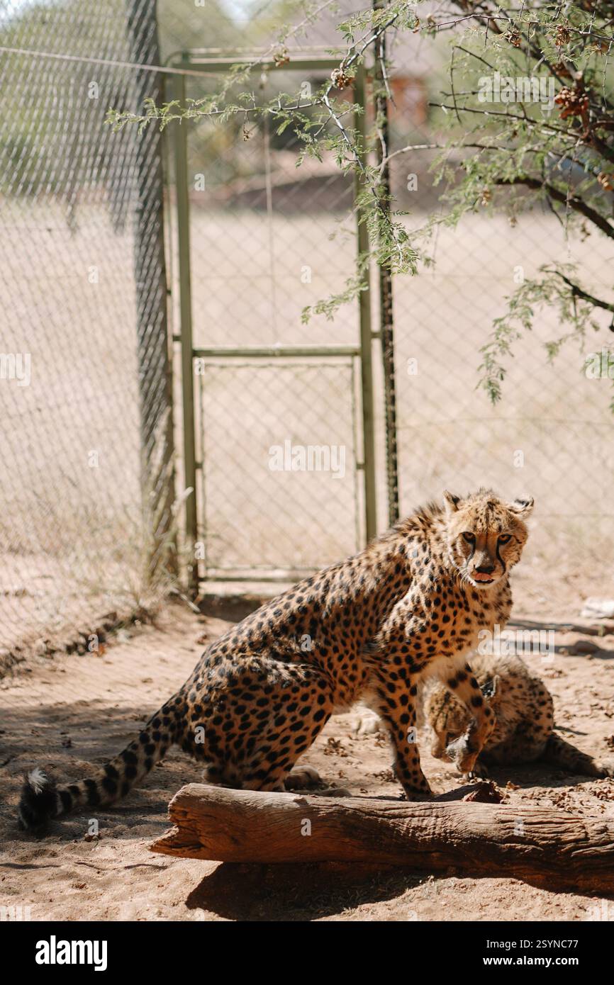 Un guépard prend un morceau de viande d'un autre, l'histoire en quelques photos dans l'une des réserves naturelles africaines en Namibie. Banque D'Images