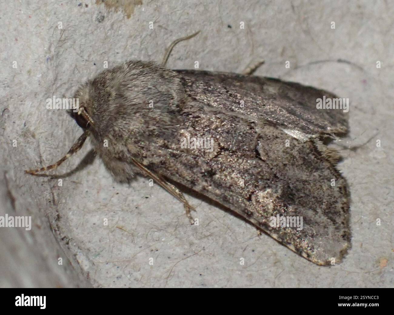 Rustique à flond (Luperina testacea), Insecta, Graafland, Groot-Ammers, Hollande méridionale, NL Banque D'Images