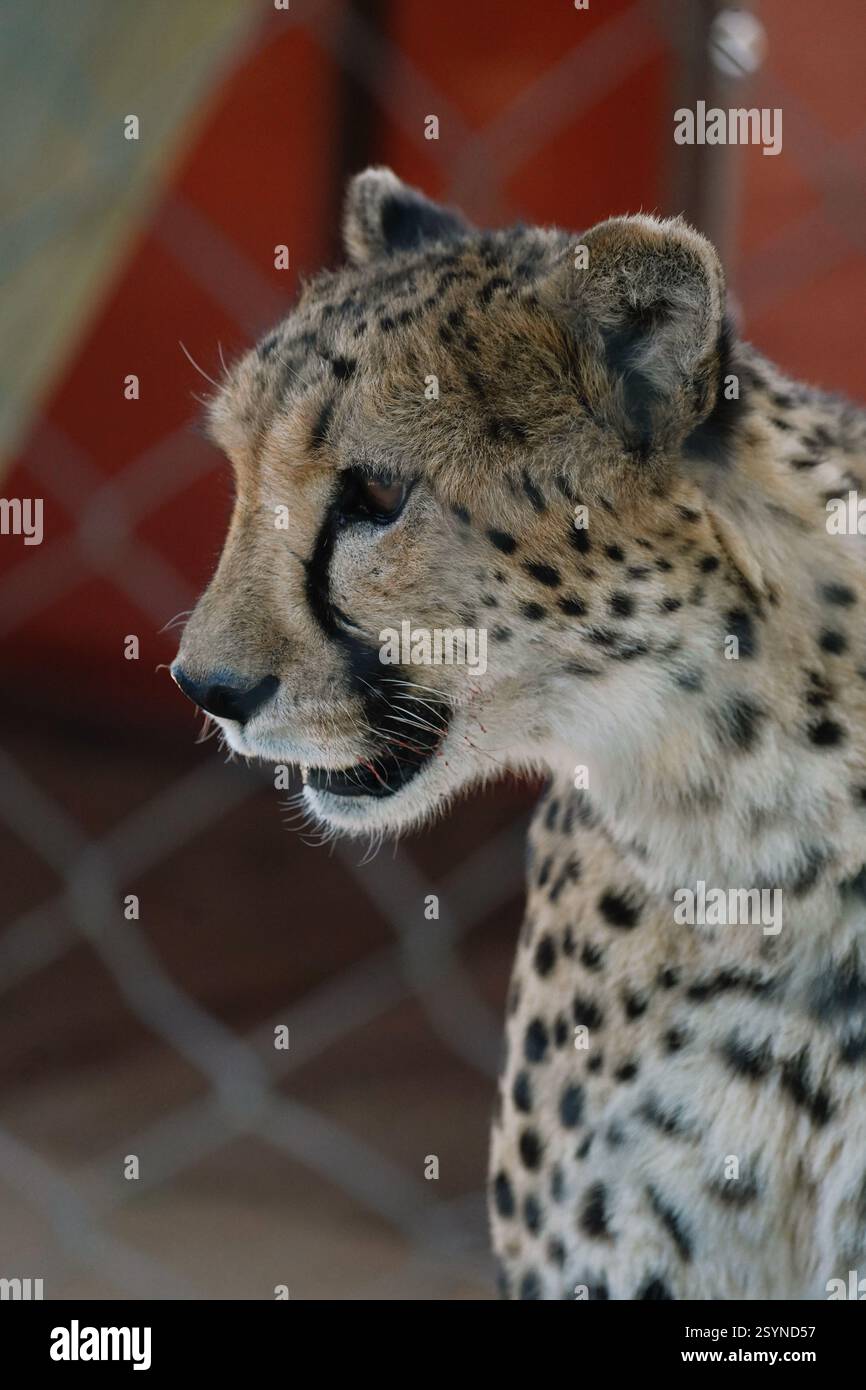 Chat sauvage Cheetah de fermer dans l'une des réserves naturelles namibiennes avant de se nourrir. Banque D'Images
